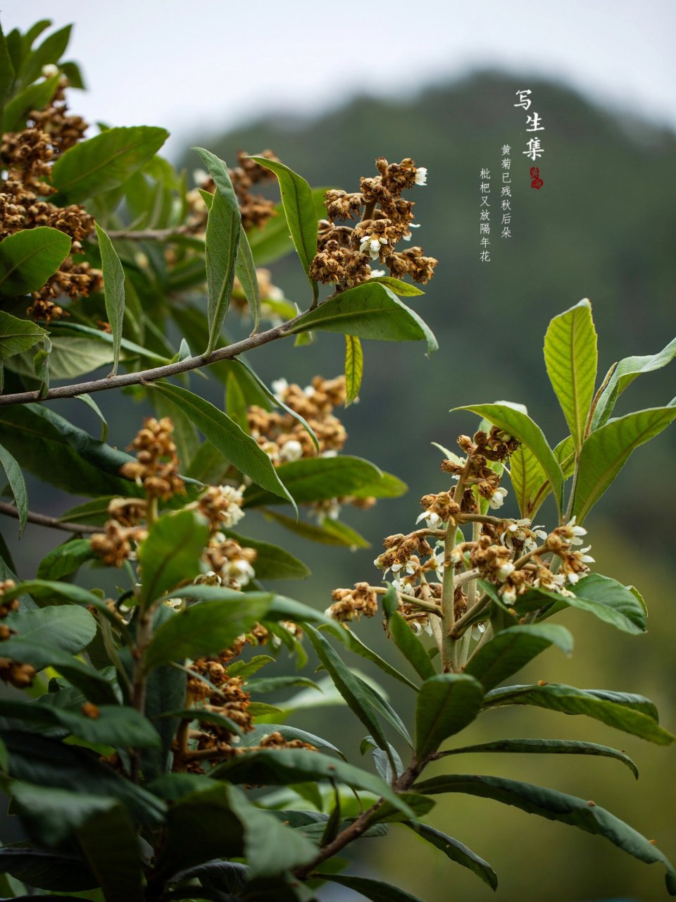 枇杷花图解图片