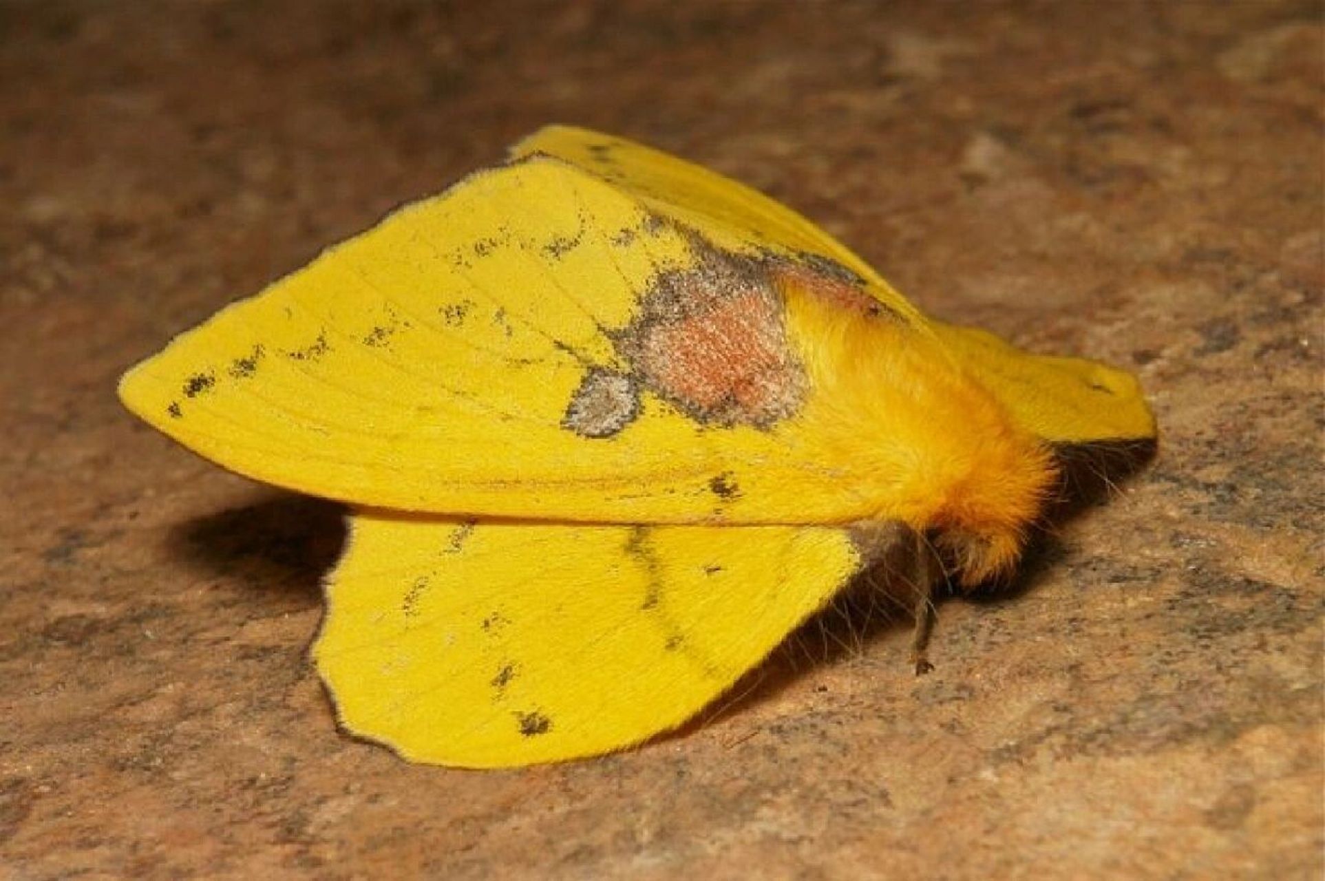 青黄枯叶蛾 trabala vishnou,枯叶蛾科分布在东亚,东南亚,南亚