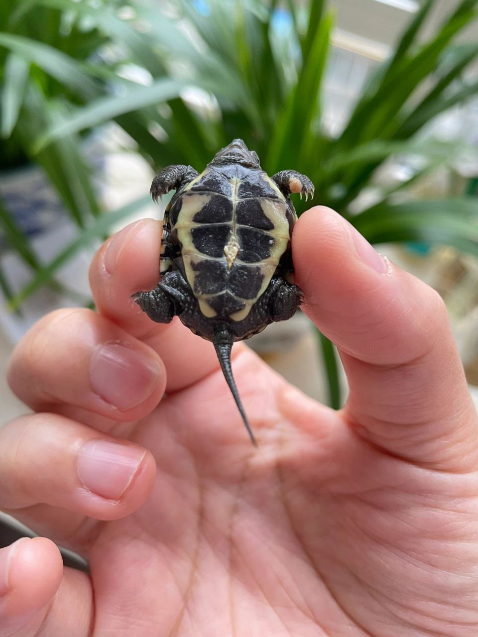 龟友帮我看看小草龟肚脐算是收好了吗 朋友送的小草龟,肚脐这样算是收