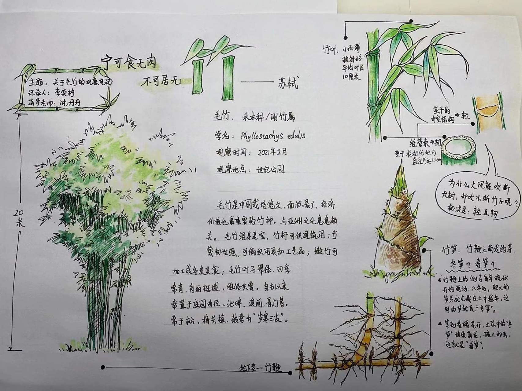 自然笔记——竹  当初第一次交作业是画得最认真的一次,查资料,找素材
