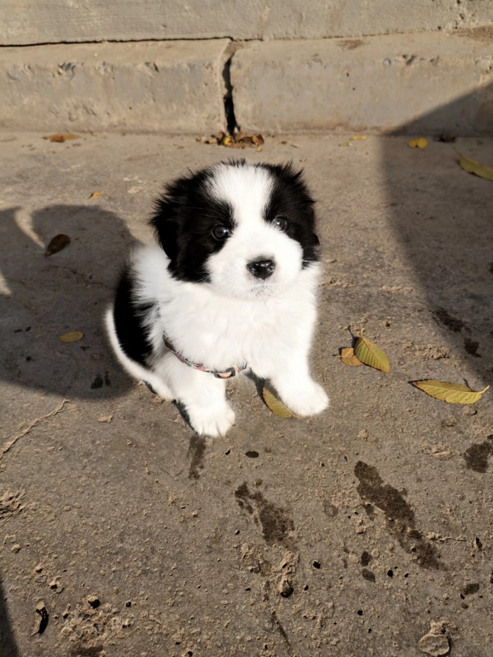 边牧和萨摩耶的串串 智商随了边牧,坐,卧,握手,叫,定点大小便……教了
