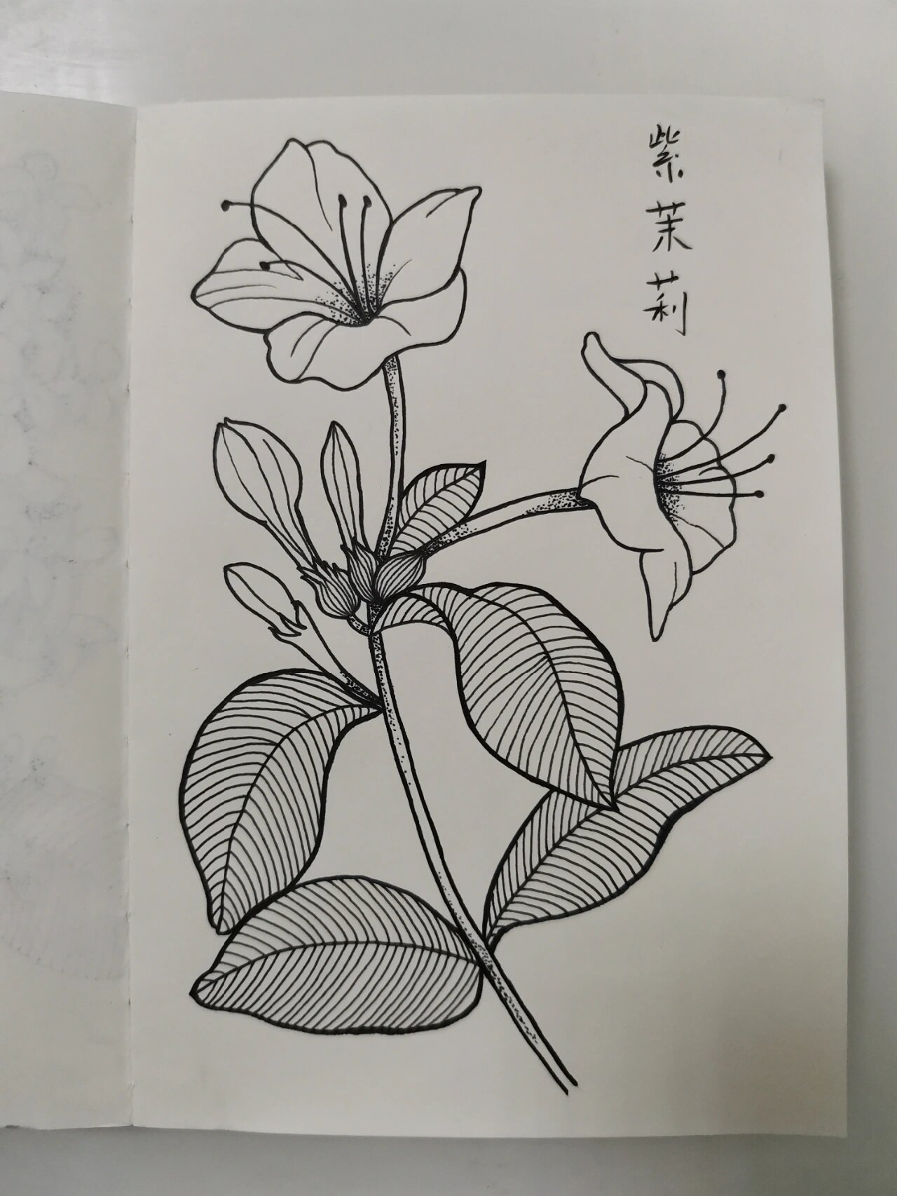 零基础学画画52～紫茉莉 临摹《一笔一世界》 紫茉莉又名野丁香,胭脂