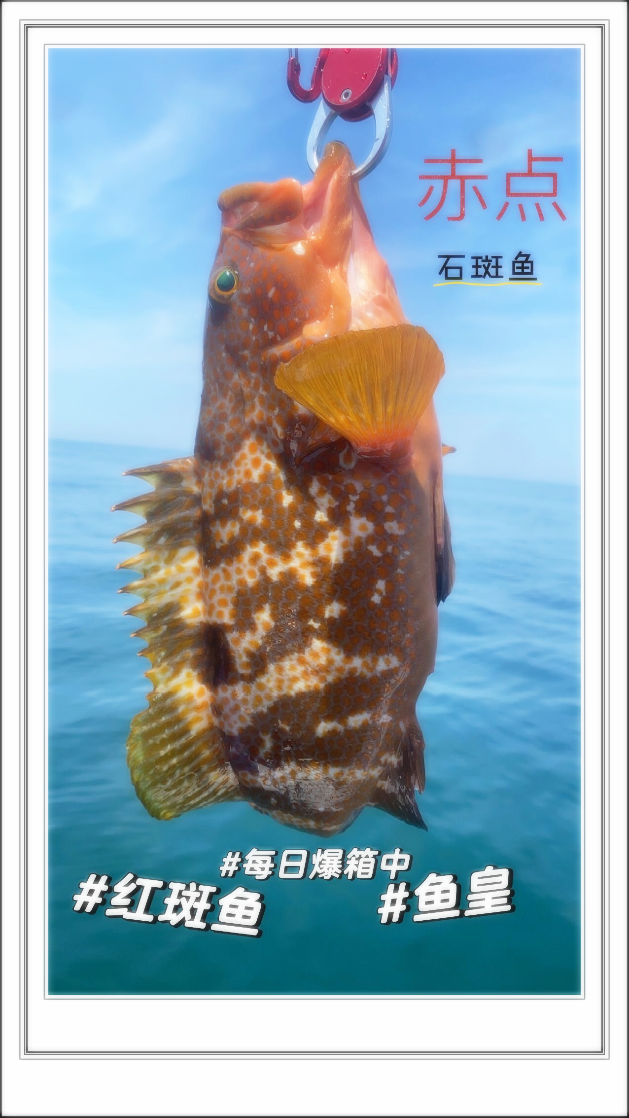 鱼一斤多少赤点石斑鱼一斤多少钱野生红斑鱼图片海钓图片印度洋石斑鱼