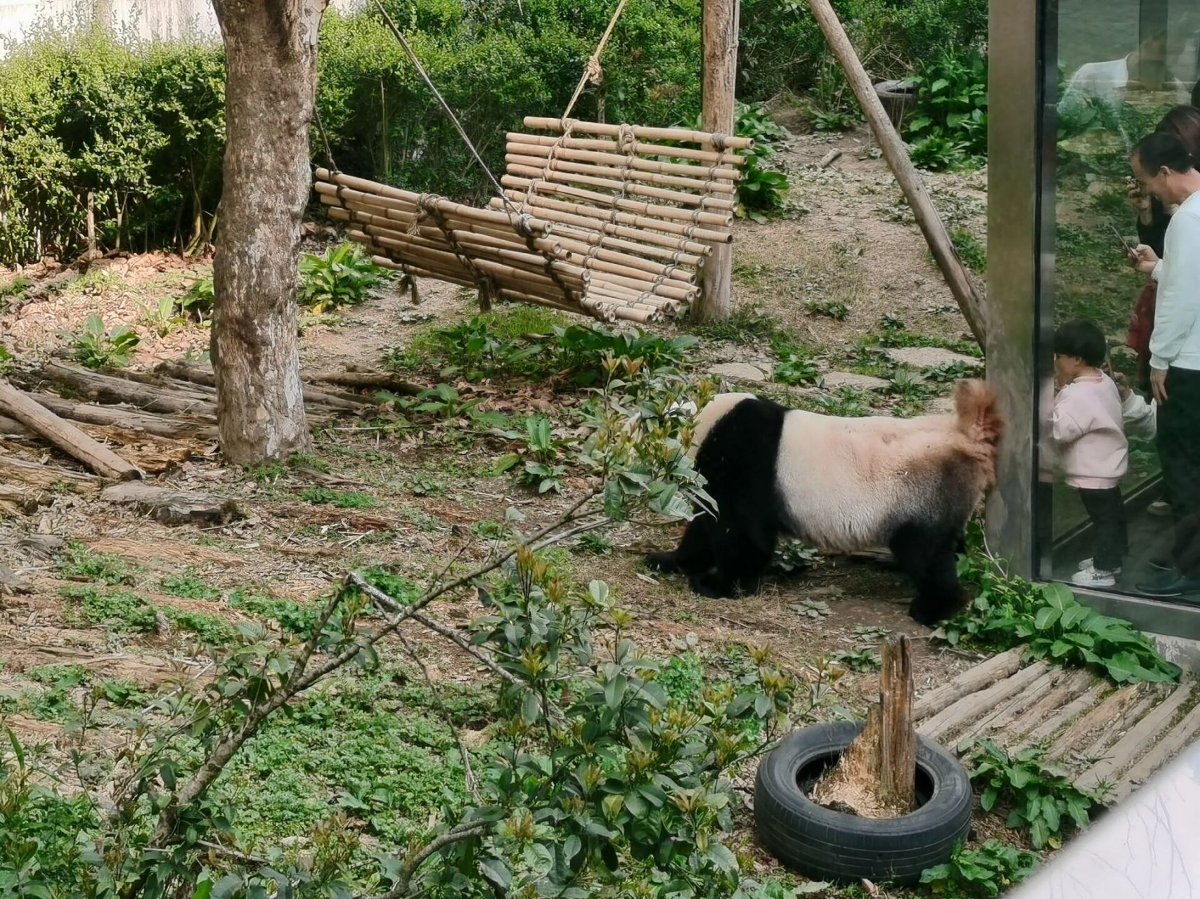 大熊猫星宝图片