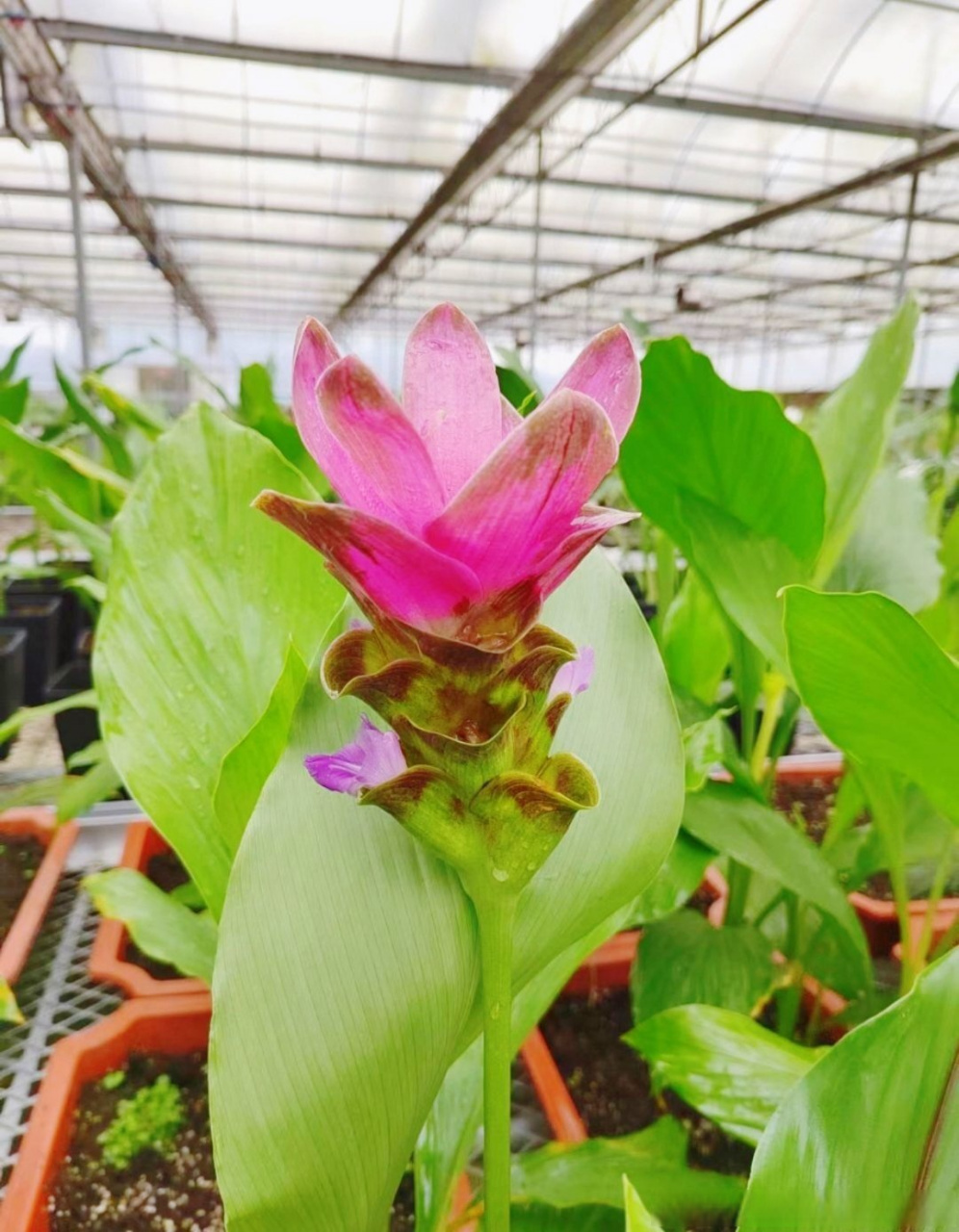 云南植物研学之旅系列(46)———认识姜科植物(上篇).