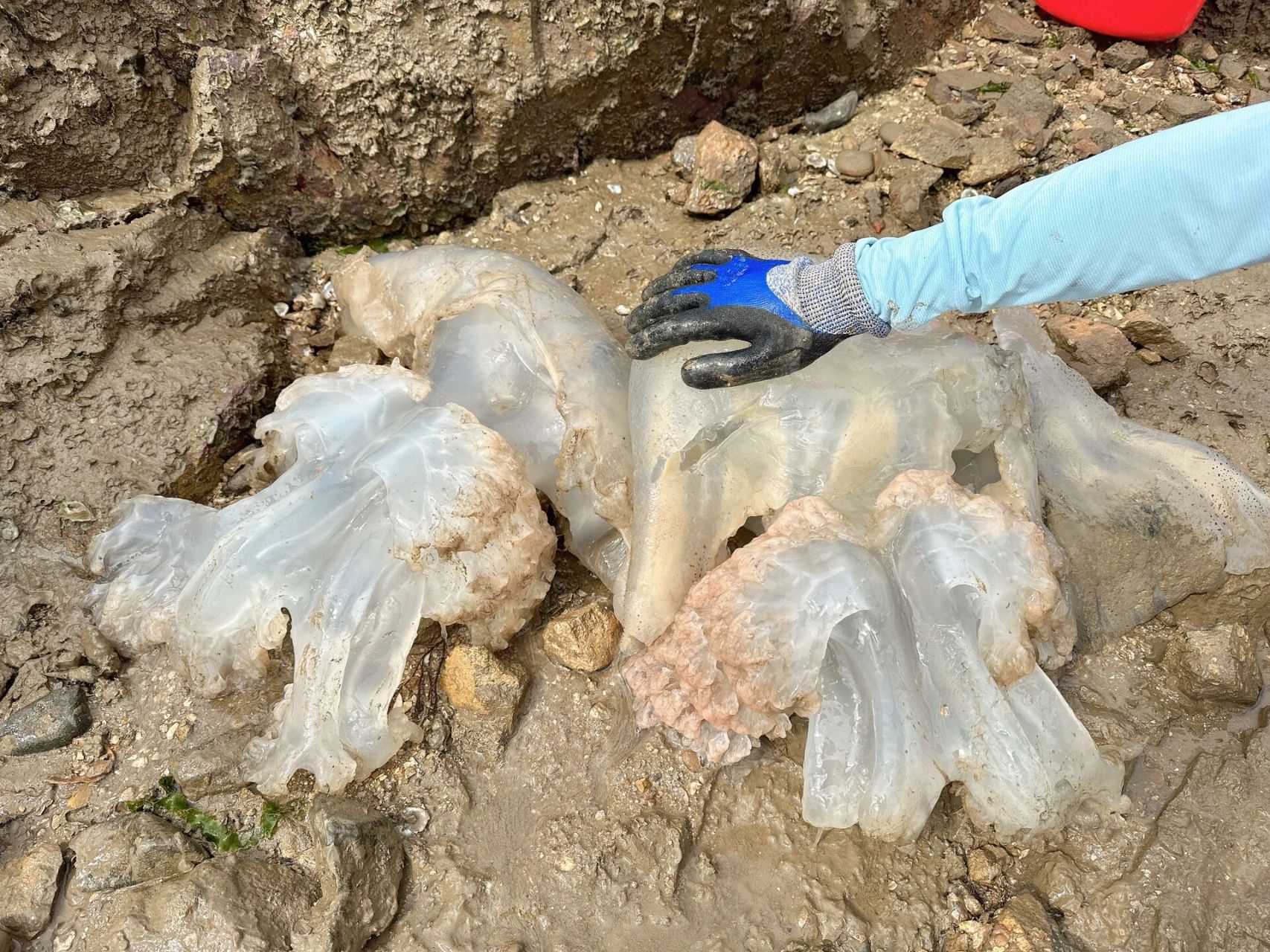 第一次捡到海蜇,要怎么处理呢 万能的赶海道友们,虽然我赶海很多次