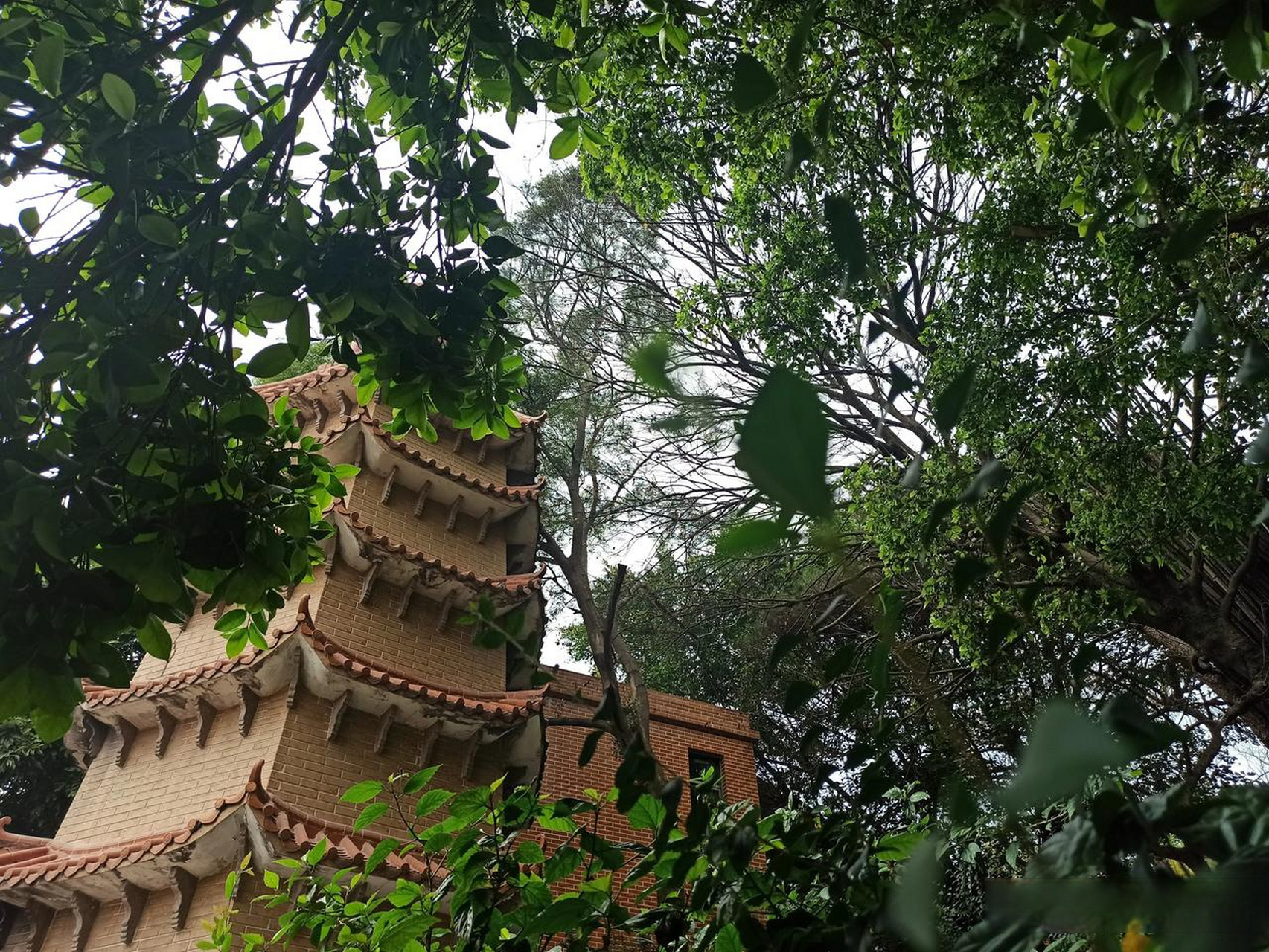 汕头头条 汕头巨峰寺,桃花盛开正红.