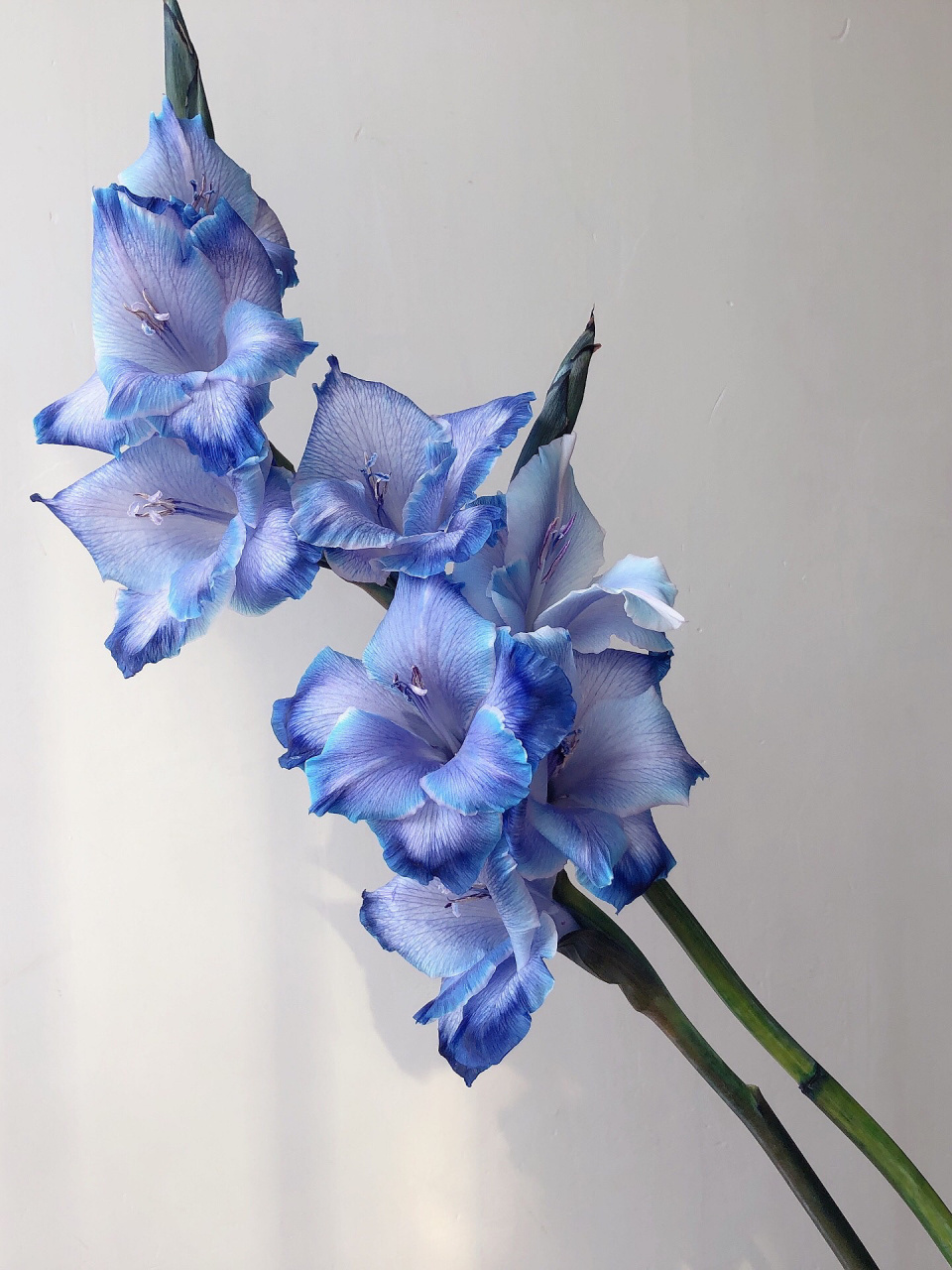 午夜蓝 国产剑兰 花材 原色是香芋紫剑兰,图是养护二周所拍摄