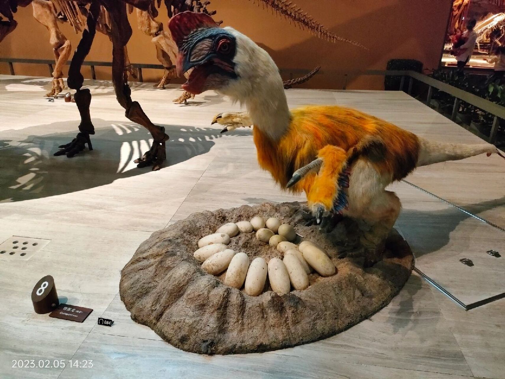 窃蛋龙并没有偷蛋!