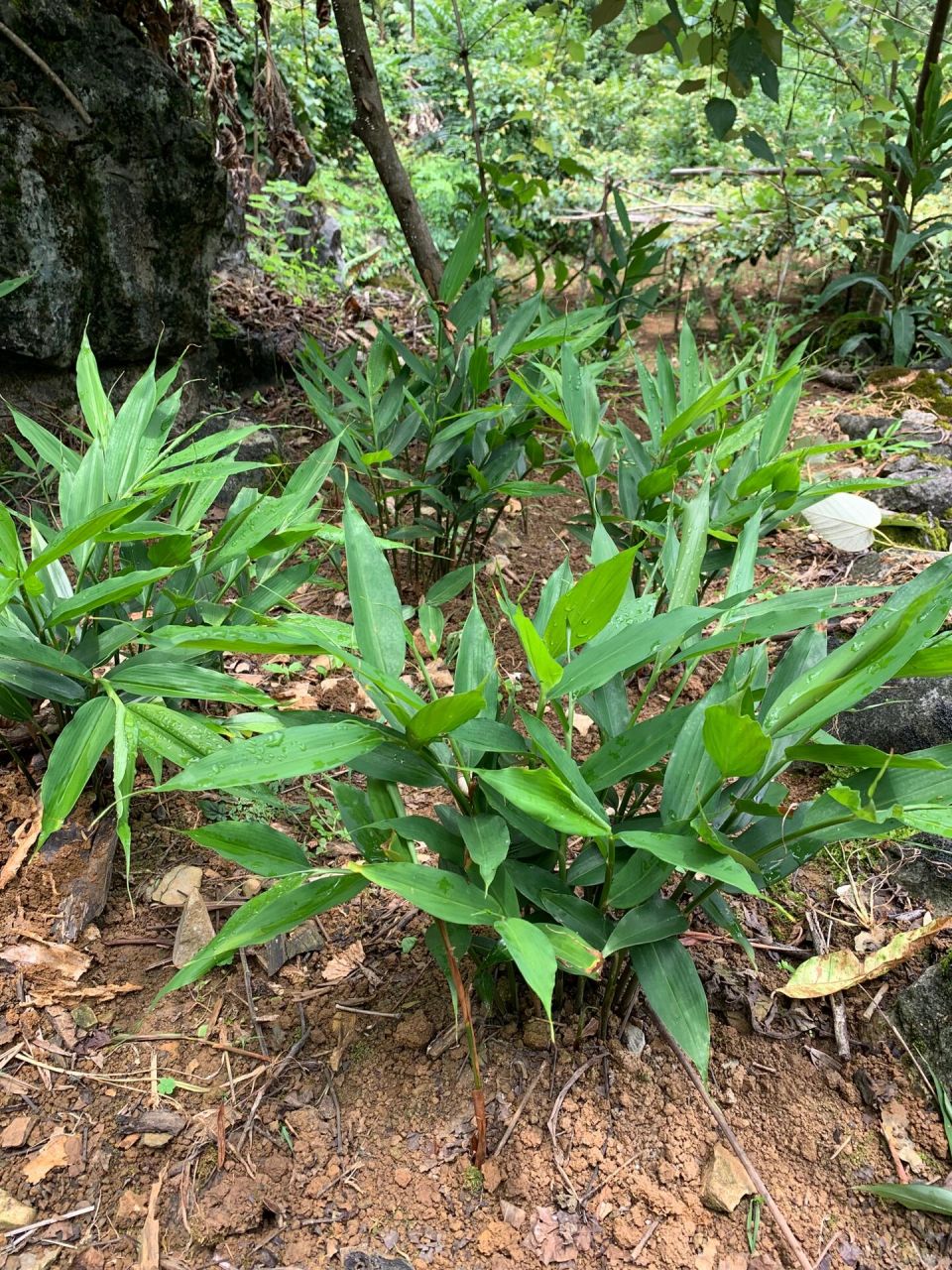 【两广特产】山姜苗小香姜苗阳山草果苗反季秋 山姜,小山姜是广西大石