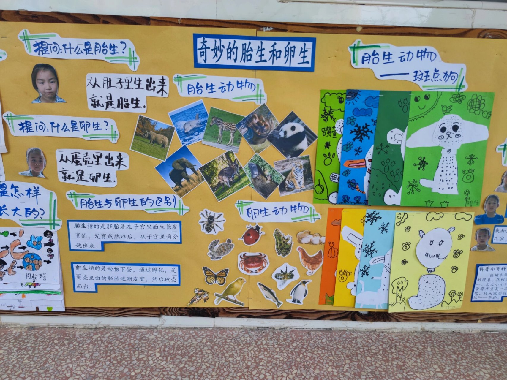主题墙:生命的奥秘 幼儿园大班主题墙《生命的奥秘》