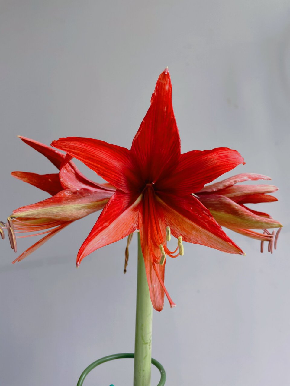 朱顶红开花记之波哥大 实物是深红色,星型中花很漂亮,就是天气太冷没