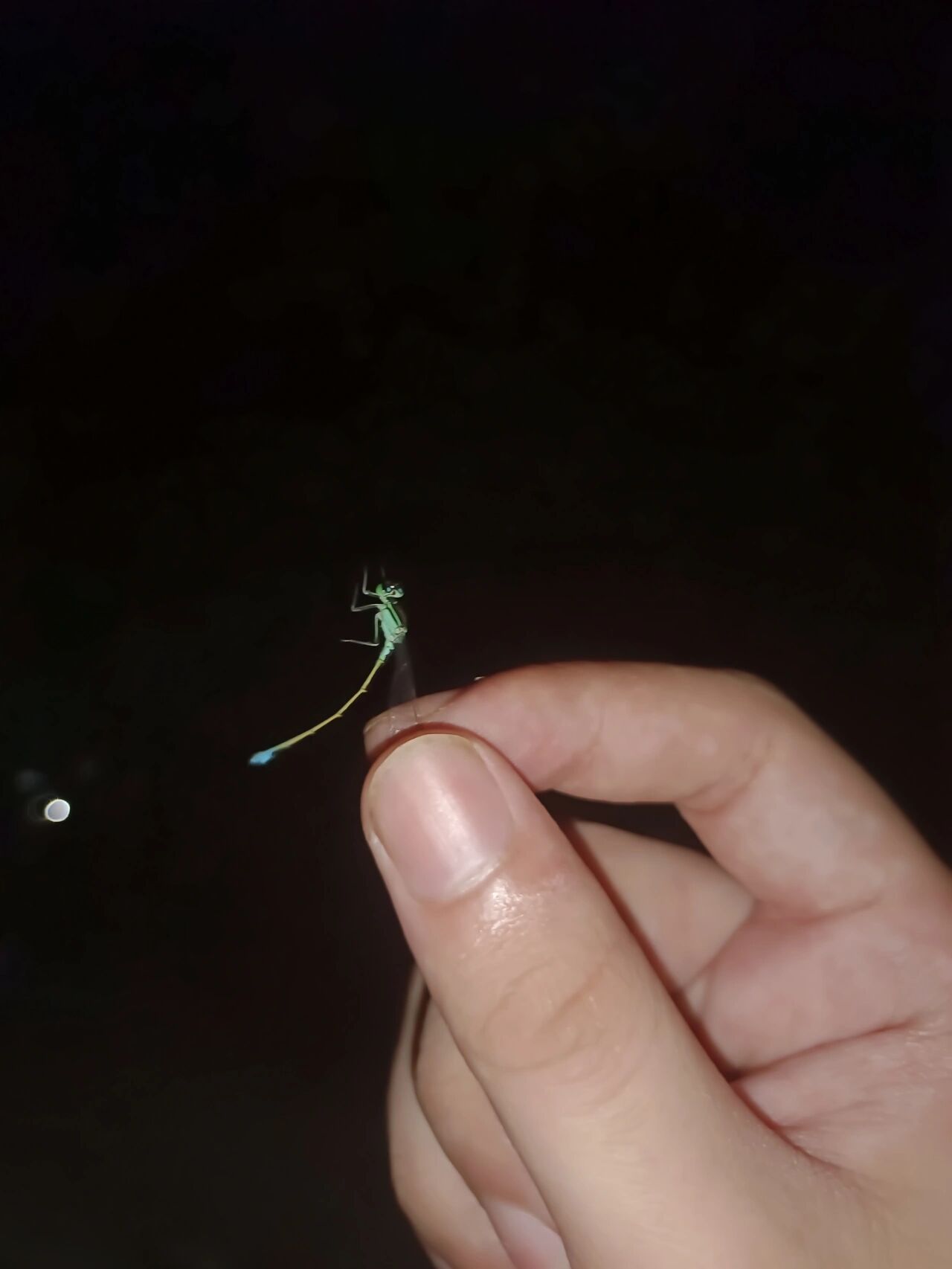 会,这么轻易就让我捉住了,也不知道是什么种类的 这个坤虫越来越少了