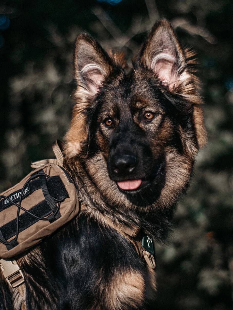 德牧|威猛霸气的大狼狗写真集96 94诶嘿6015 90想不到吧