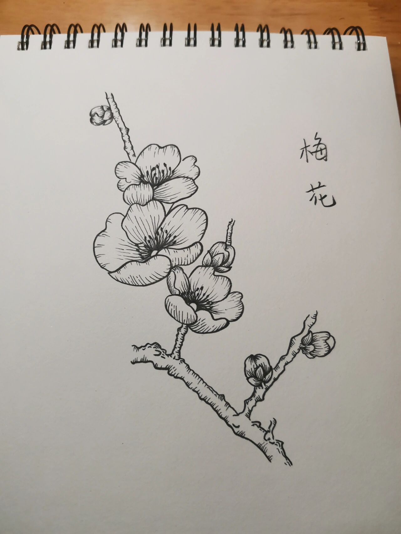 零基础学画画143～梅花