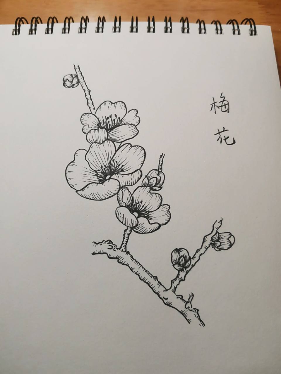 零基础学画画143～梅花 临摹网络图片.