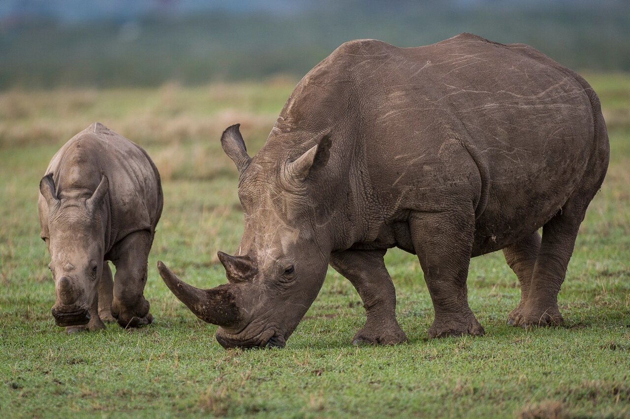 渔业和环境部(dffe)发布的数据称:2021年间南非犀牛的偷猎数量为451头