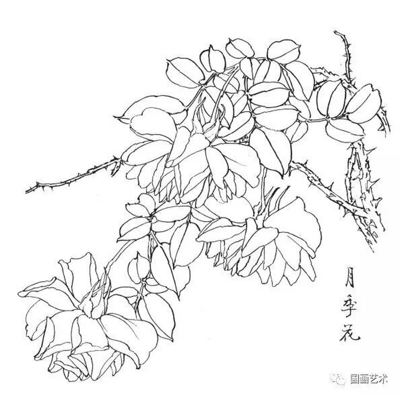 工笔画素材 月季花白描线稿  线稿