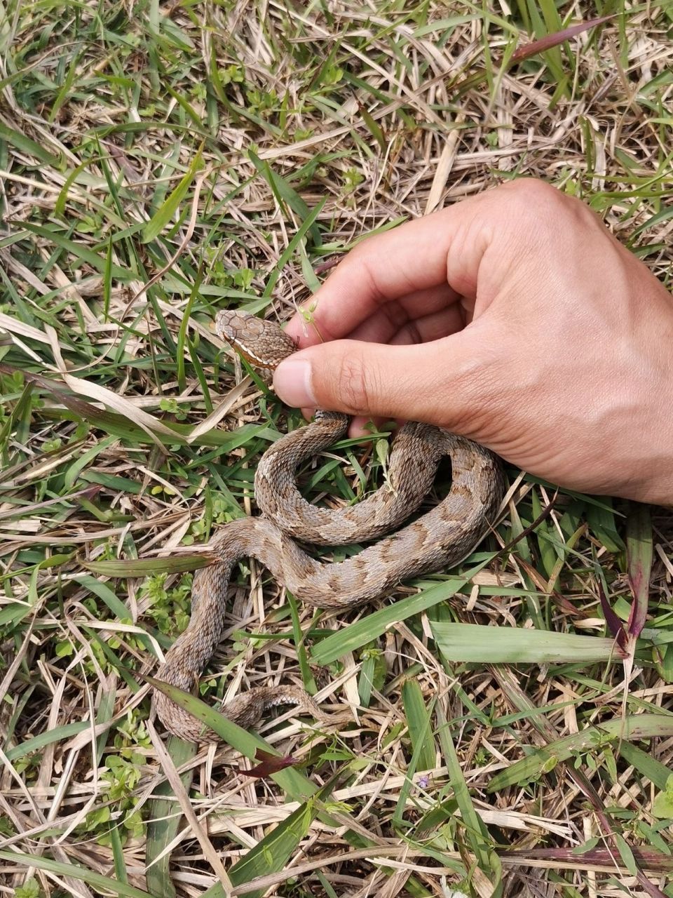 草丛中的短尾蝮蛇 野外的草丛中常见的   短尾蝮蛇已经出来了!
