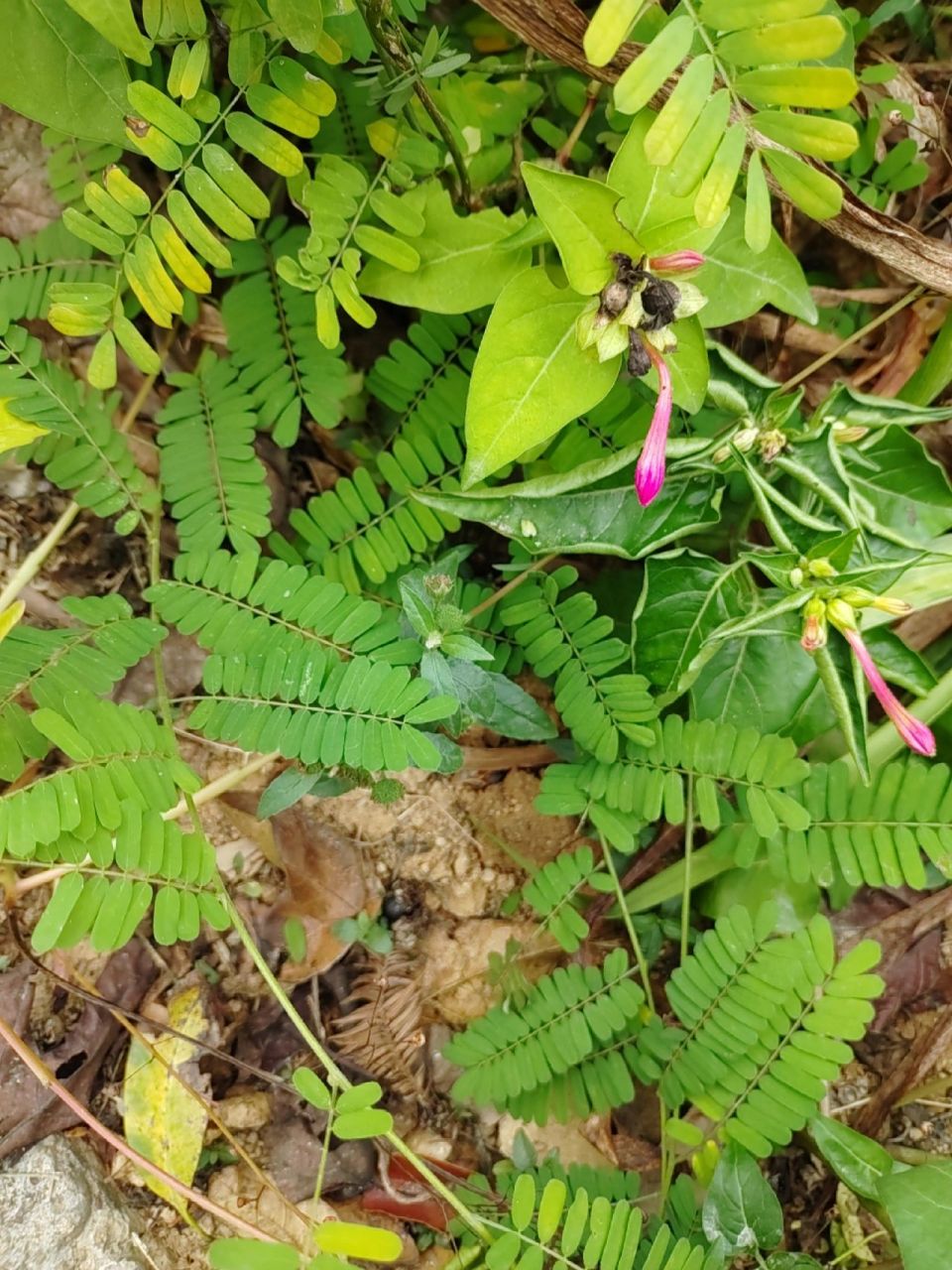 本土原生中草药材(15)鸡骨草 鸡骨草 味甘苦,性凉,有清热利湿,疏肝