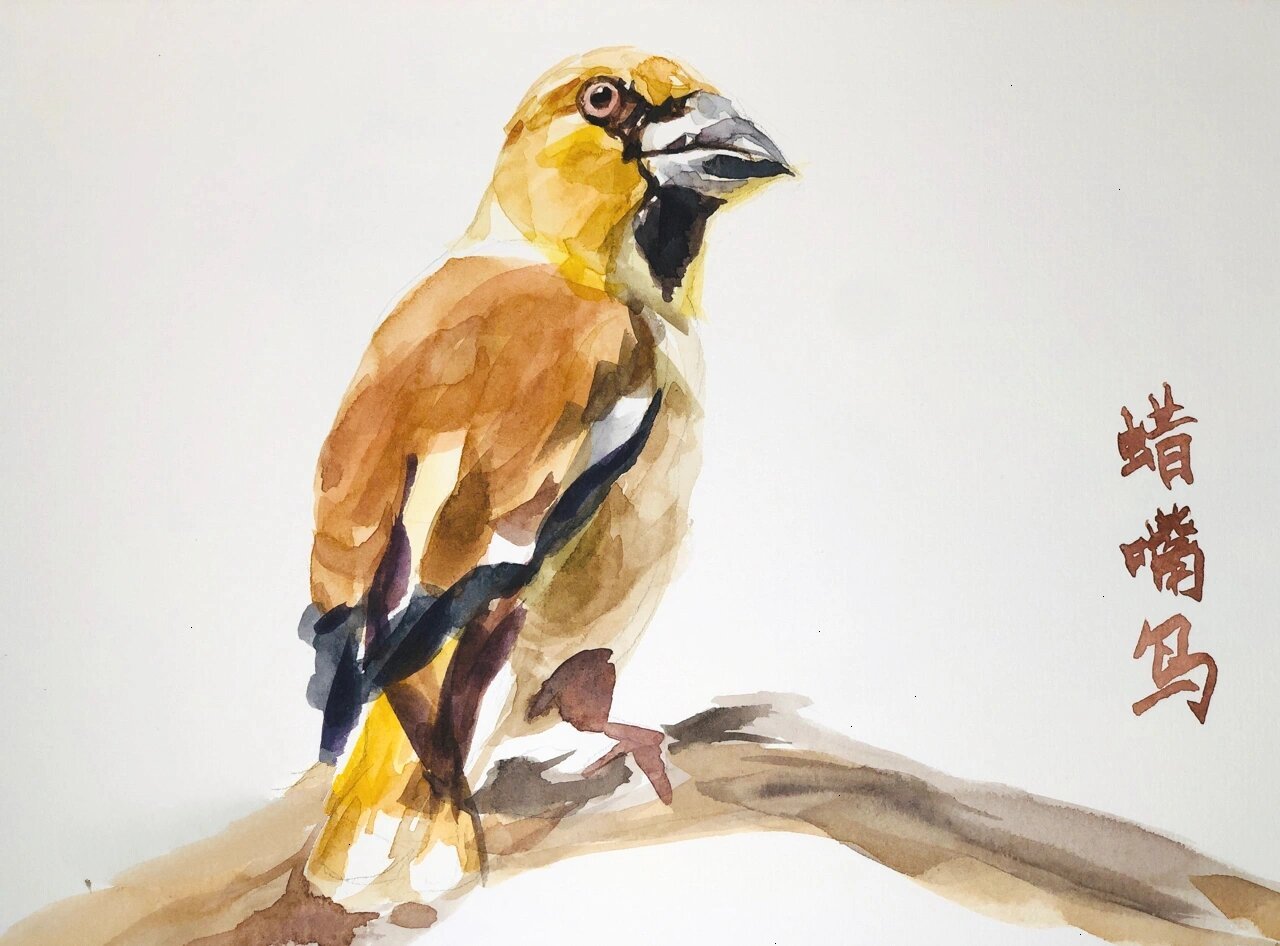 蜡嘴鸟/锡嘴雀hawfinch 雀形目燕雀科锡嘴雀属,又名蜡嘴雀,老西子,老