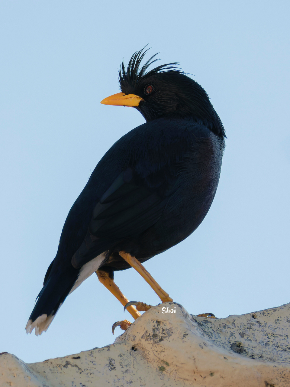 帅气林八哥,走出六亲不认的步伐 在取标题这件事上,我是越来越离谱了 