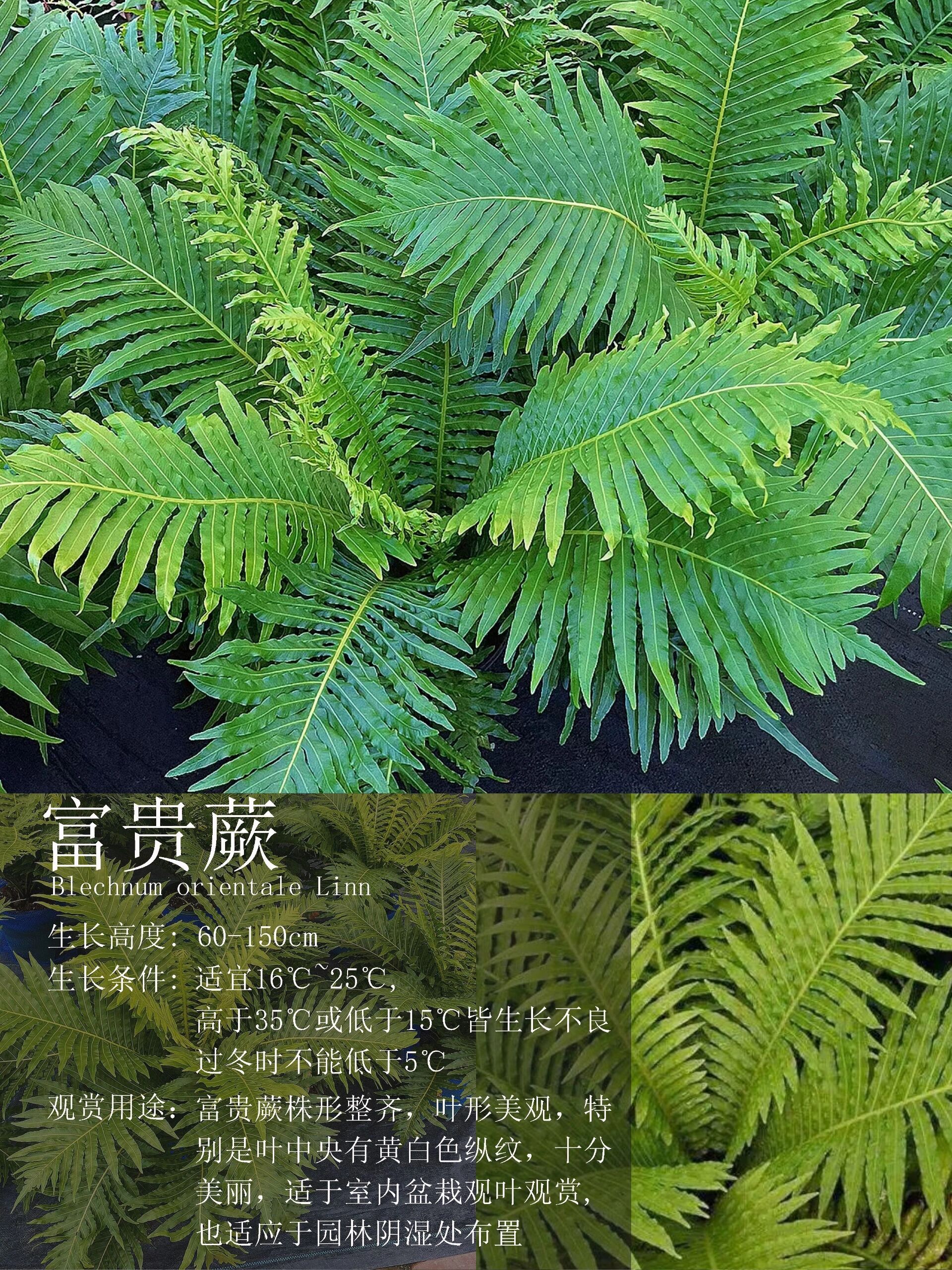 蕨类植物门代表植物图片