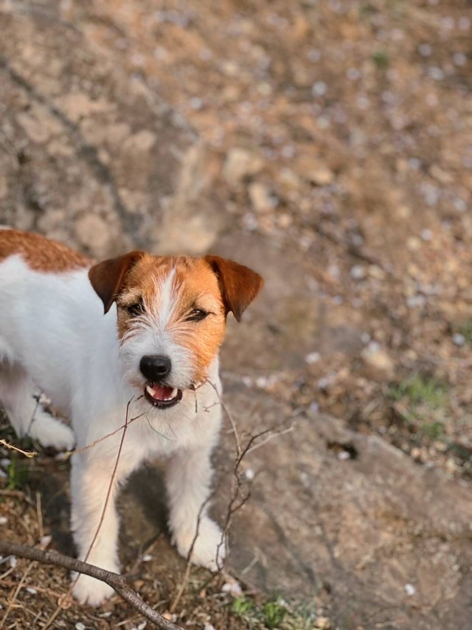 杰克罗素梗 刚毛,平毛,碎毛你更爱哪一款00 杰克罗素梗