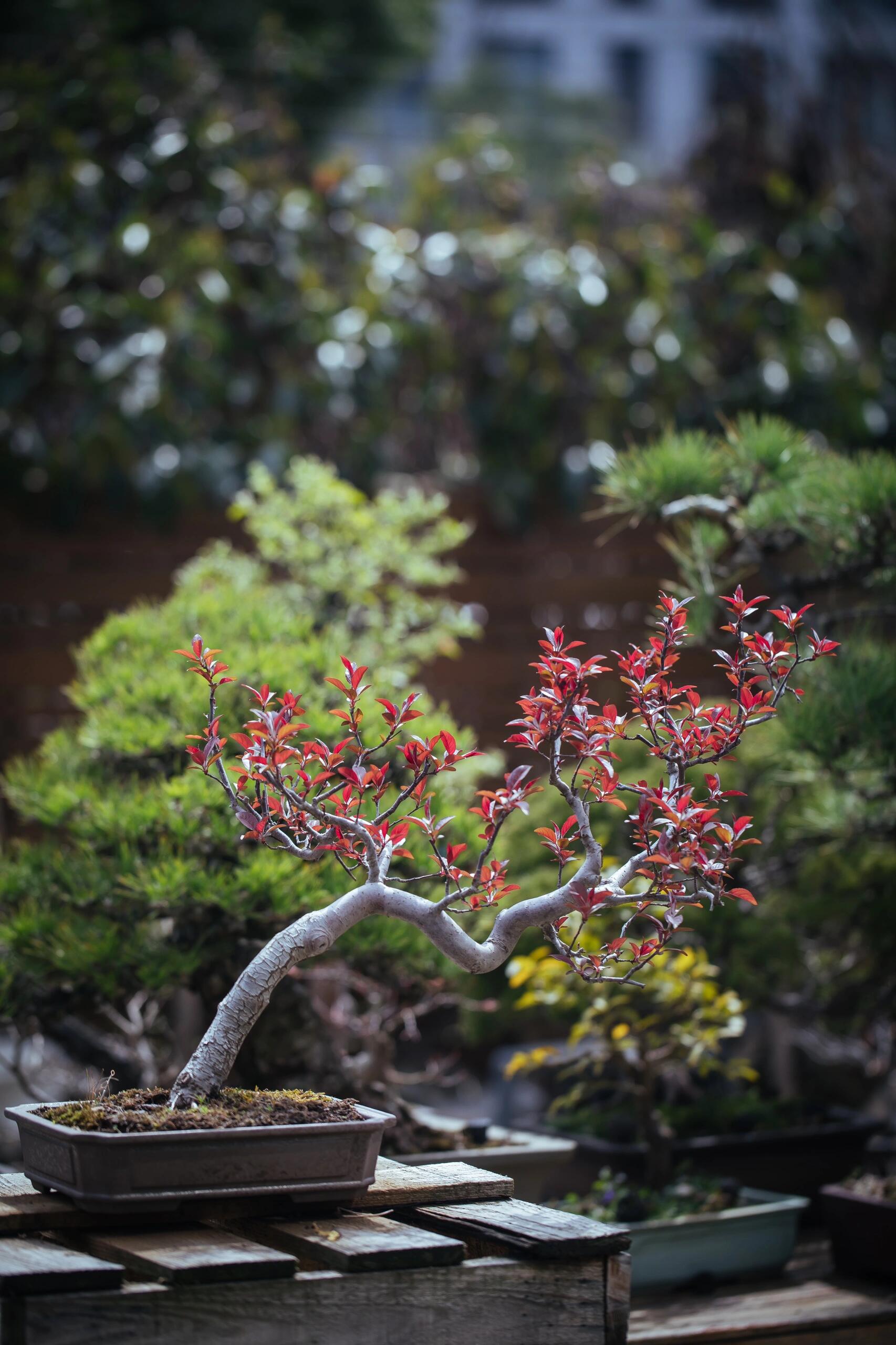 皇家雨点海棠开花图片图片