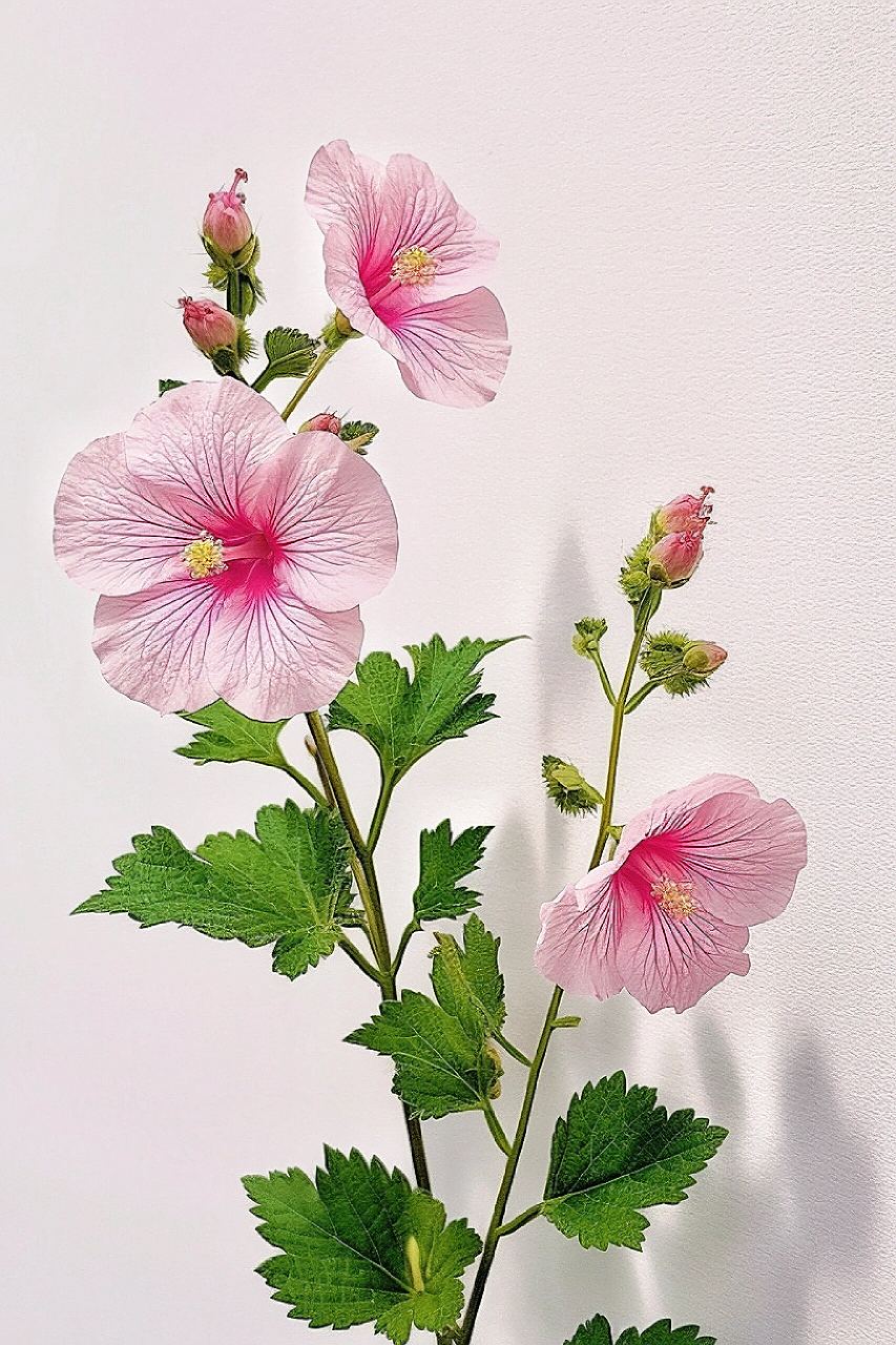 绘画素材:木槿花