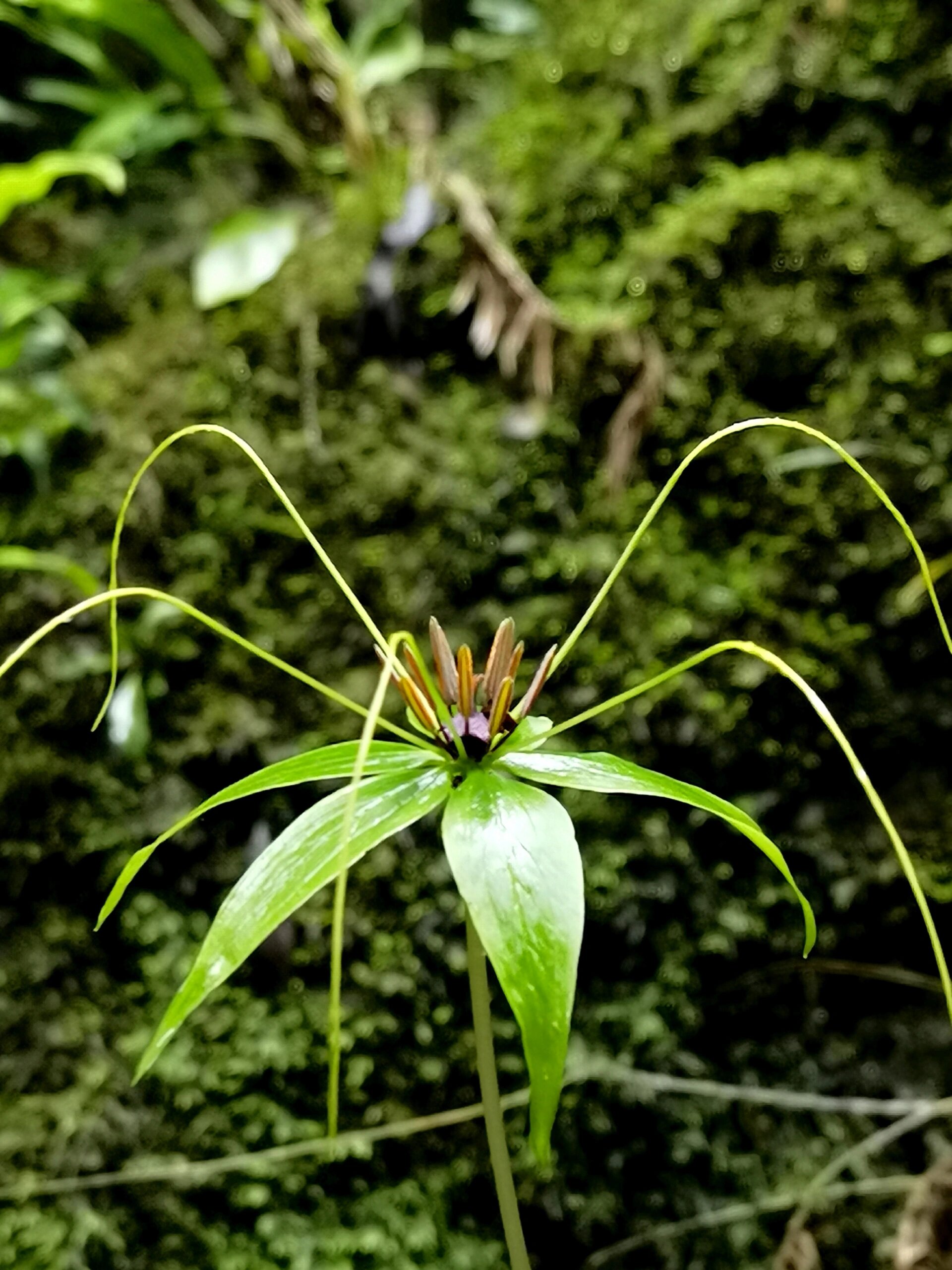 狭叶重楼|造型很自由,生就一副仙草姿态