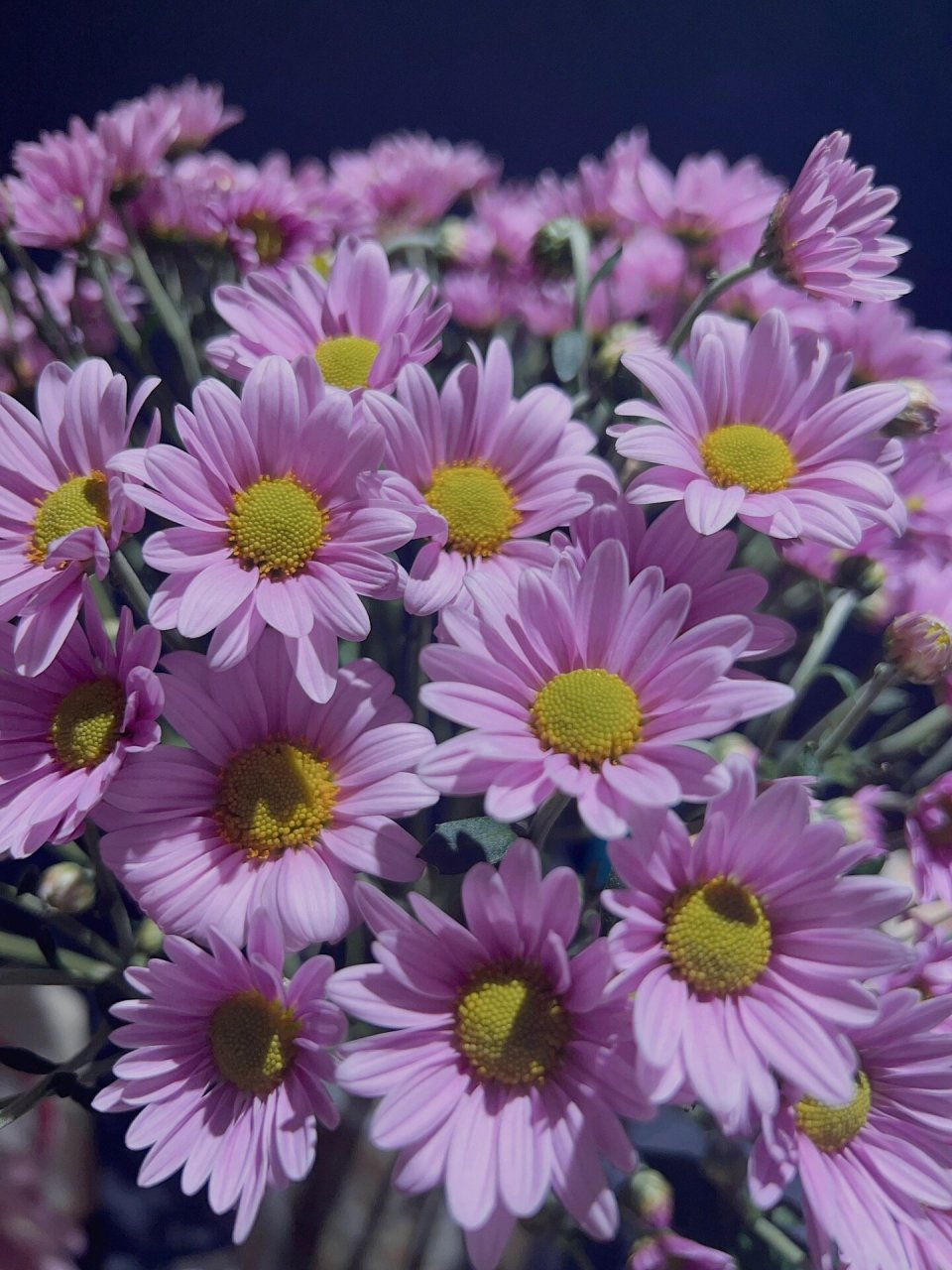 粉紫三文鱼小菊|真的很温柔(内附养护指南) 三文鱼小菊之前真的特别