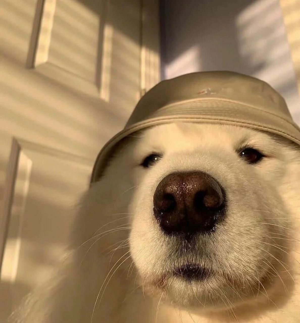 恶搞狗子系列表情包分享 狗子os:我不知道我狗不狗,反正你是真的狗