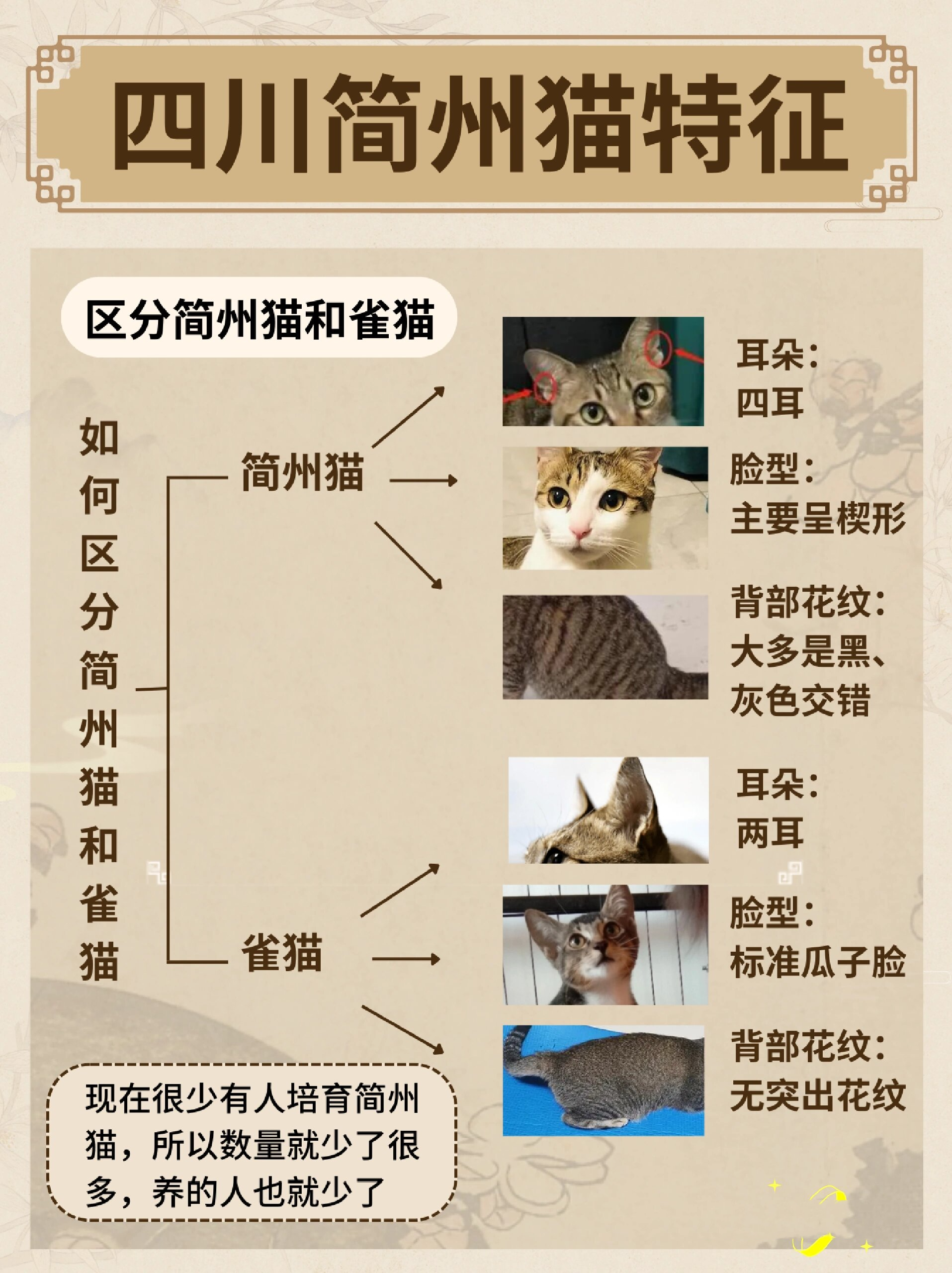 简州猫4个耳朵?过年好物避鼠"神猫"?