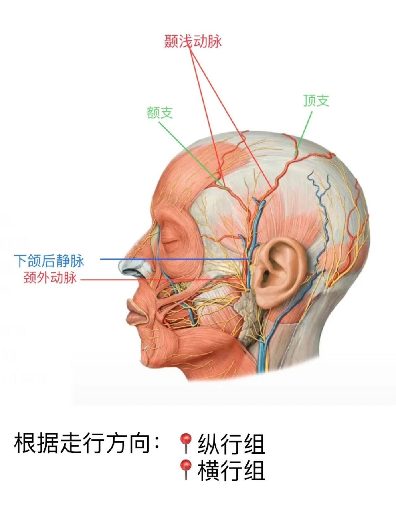 按摩咬肌的正确方法图图片