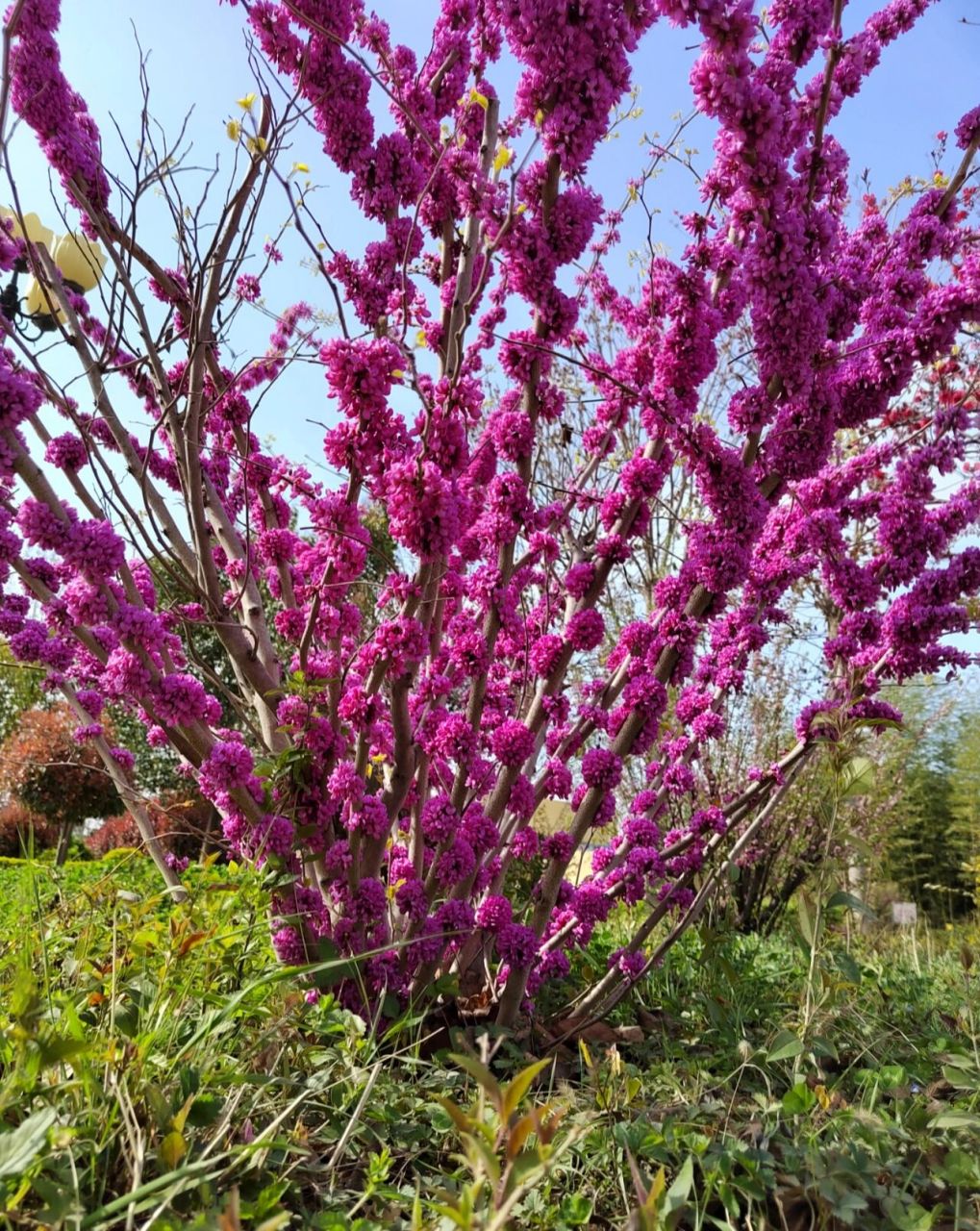 为豆科植物紫荆cercis chinensis bunge的花.