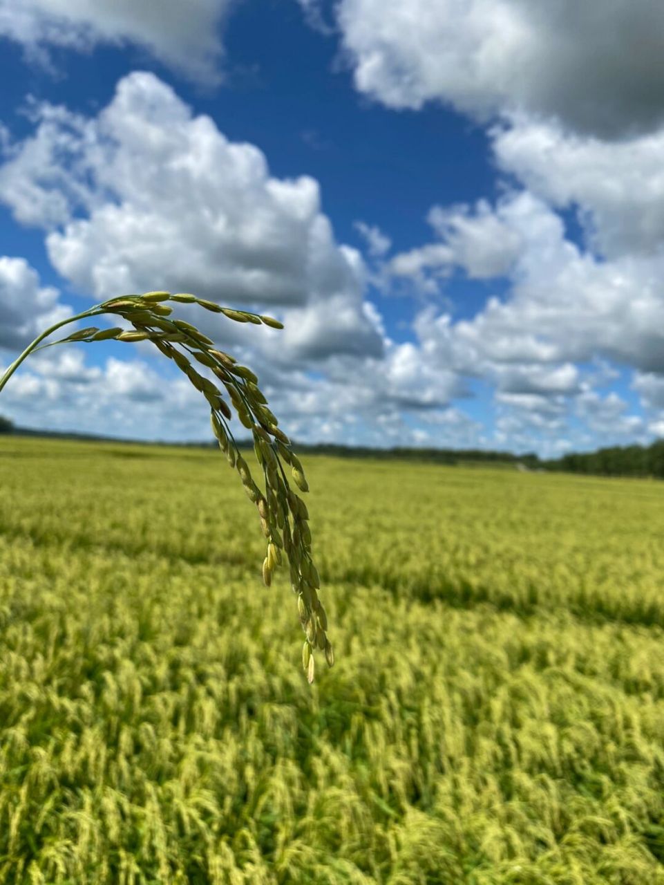 有的只是蓝天白云和一望无际的稻田#原产地五常大米# #五常大米稻花香