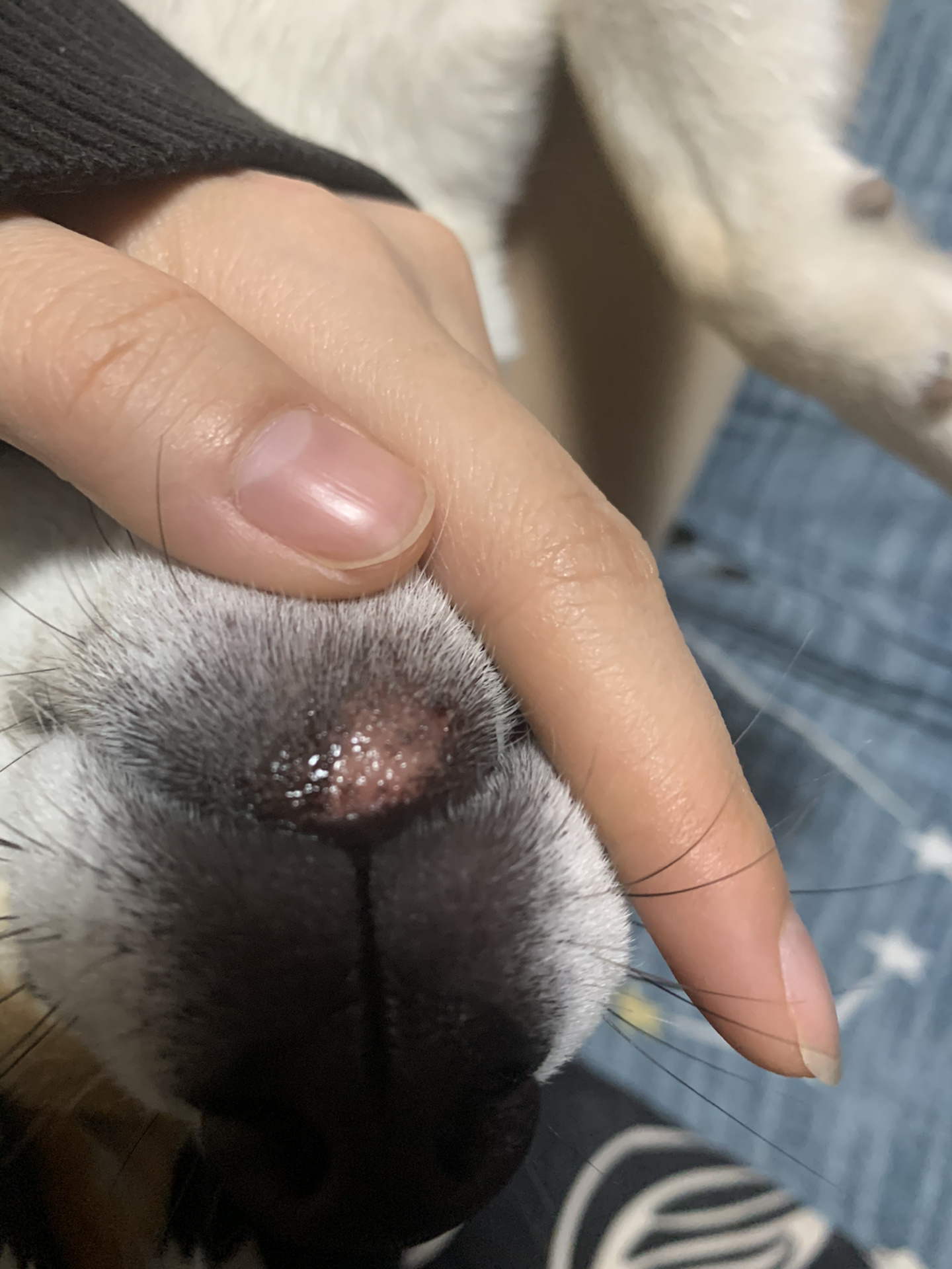 求助,狗狗的嘴巴怎么掉色,掉毛又变红了