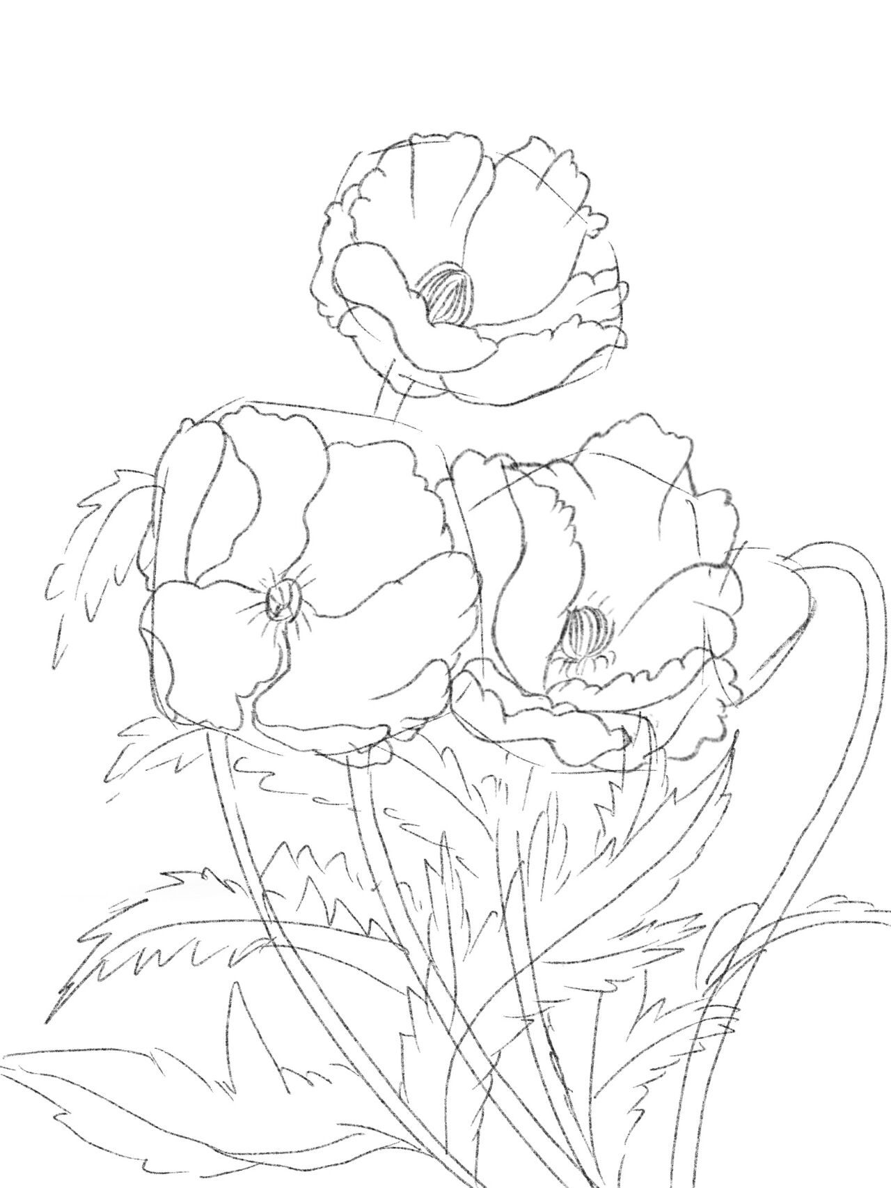 【线描花卉-虞美人2】内附具体绘画过程～图 97虞美人教程(内含步骤