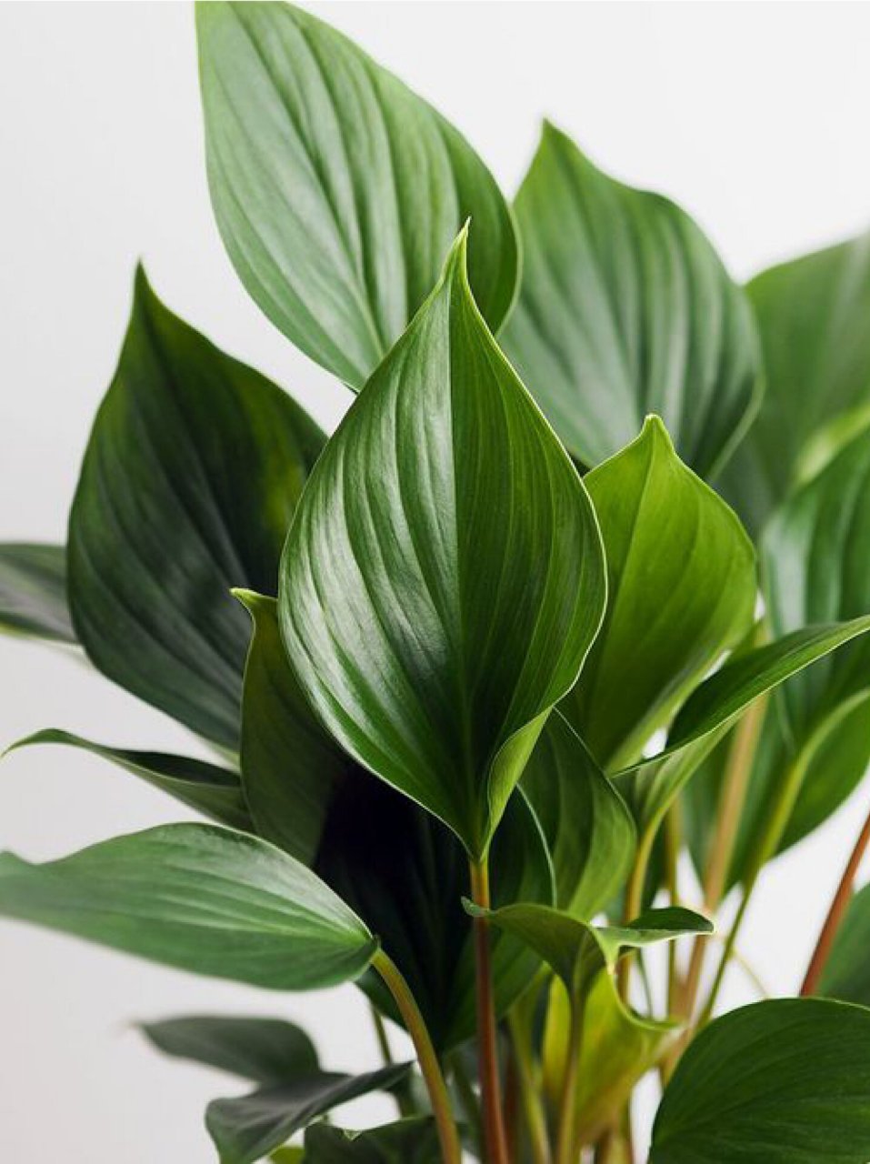 9——一叶兰 【原产】:中国 【简介】:一叶兰是百合科多年生草本植物