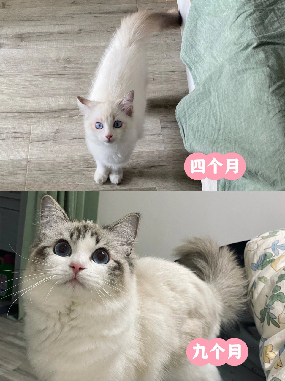 遇到尖嘴猴腮小猫不要丢,养一养就变漂亮了虽然孩子九个月了没有爆毛