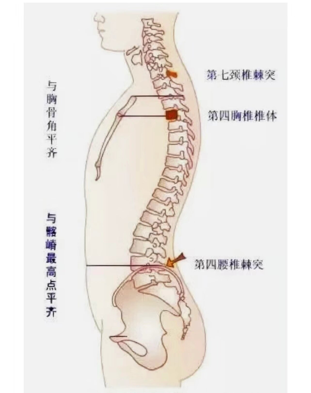 脊柱体表定位标志汇总