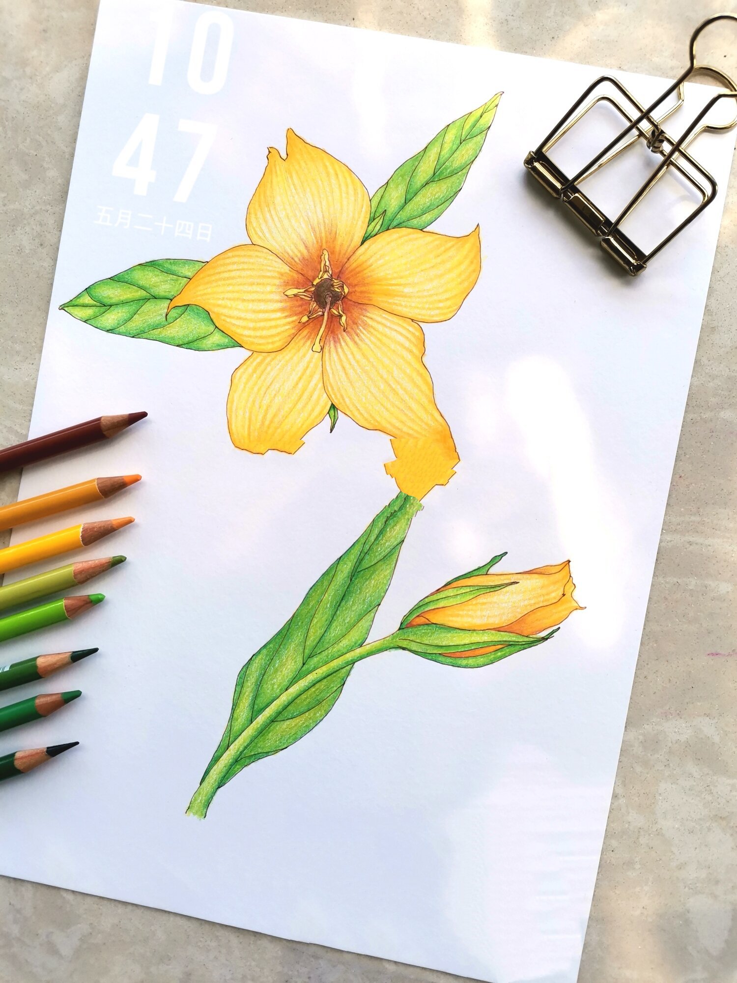 黄色花朵之金钱草彩铅画(带教程
