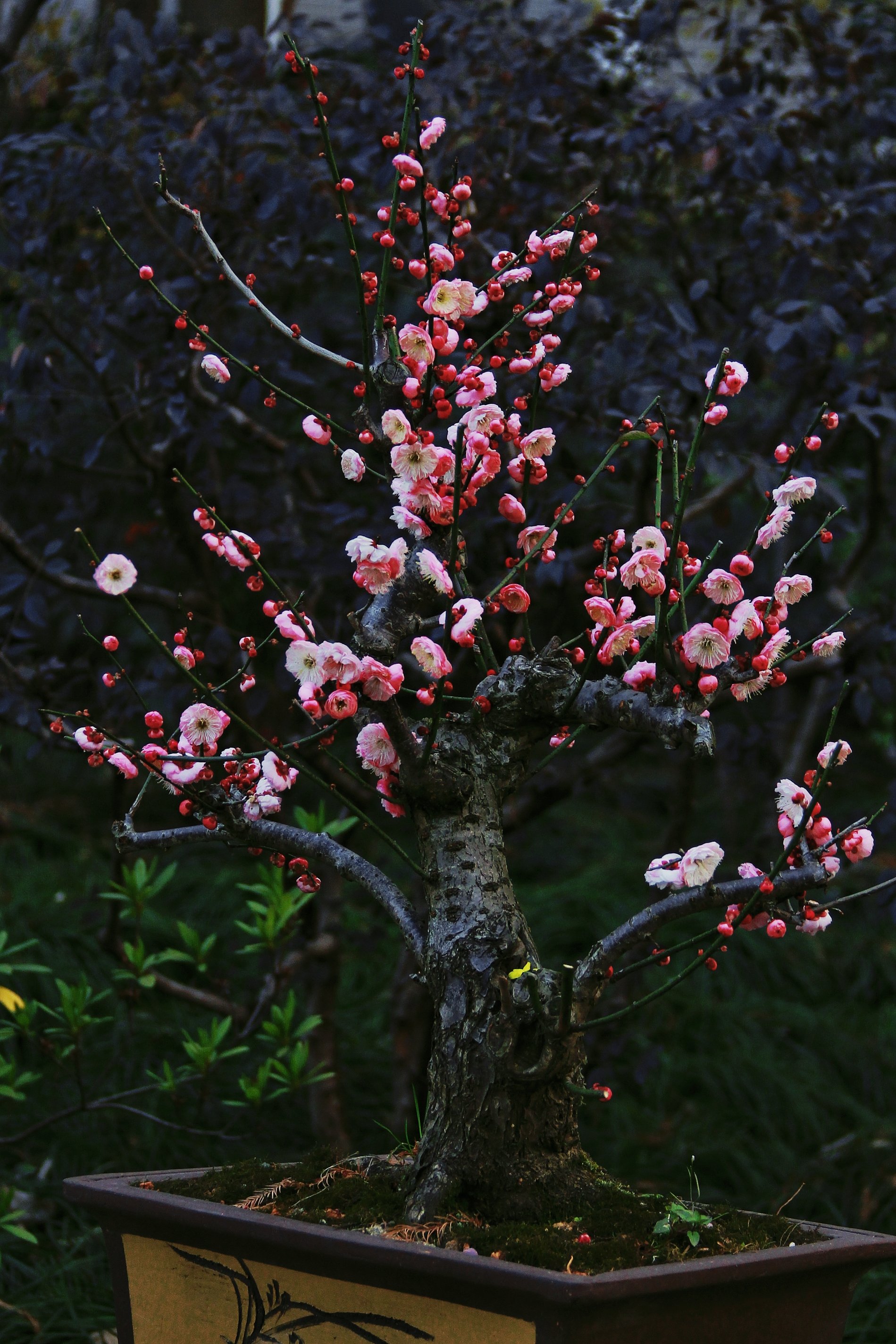 梅花样子三年级图片