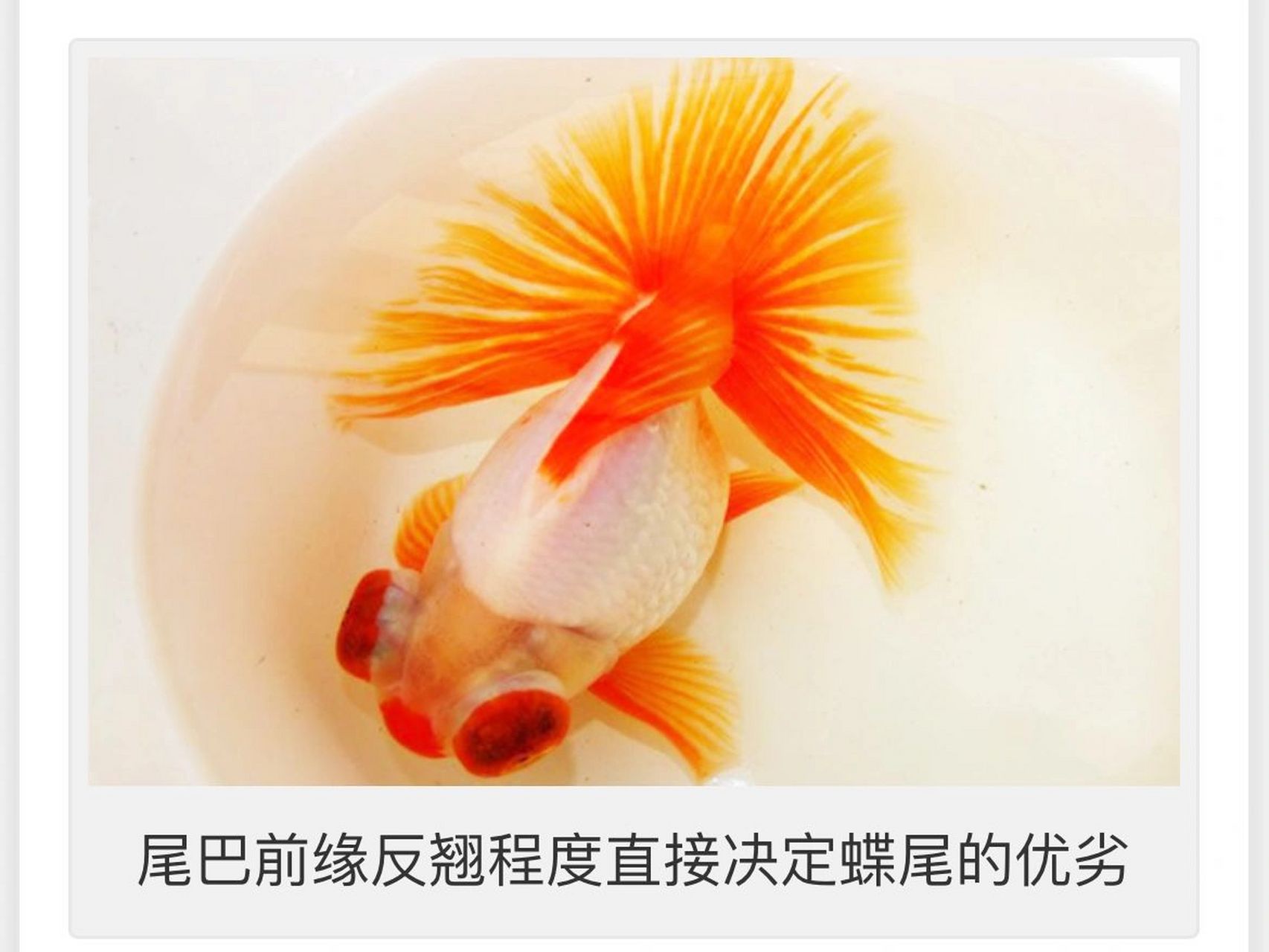 优质蝶尾的鉴赏和挑选(完结篇)       二,眼睛 蝶尾的本质是龙睛金鱼