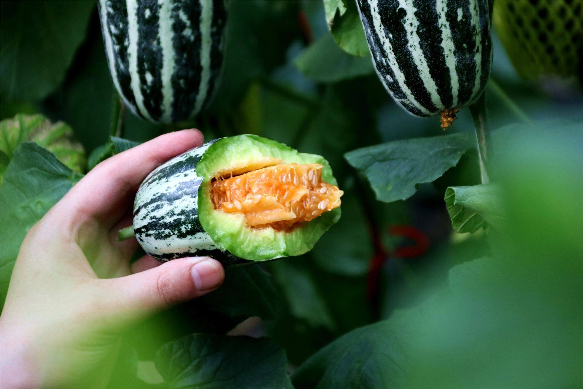 甜瓜之王--博洋9号 博洋9号甜瓜 是一种薄皮类的甜瓜 被誉为"甜瓜之王