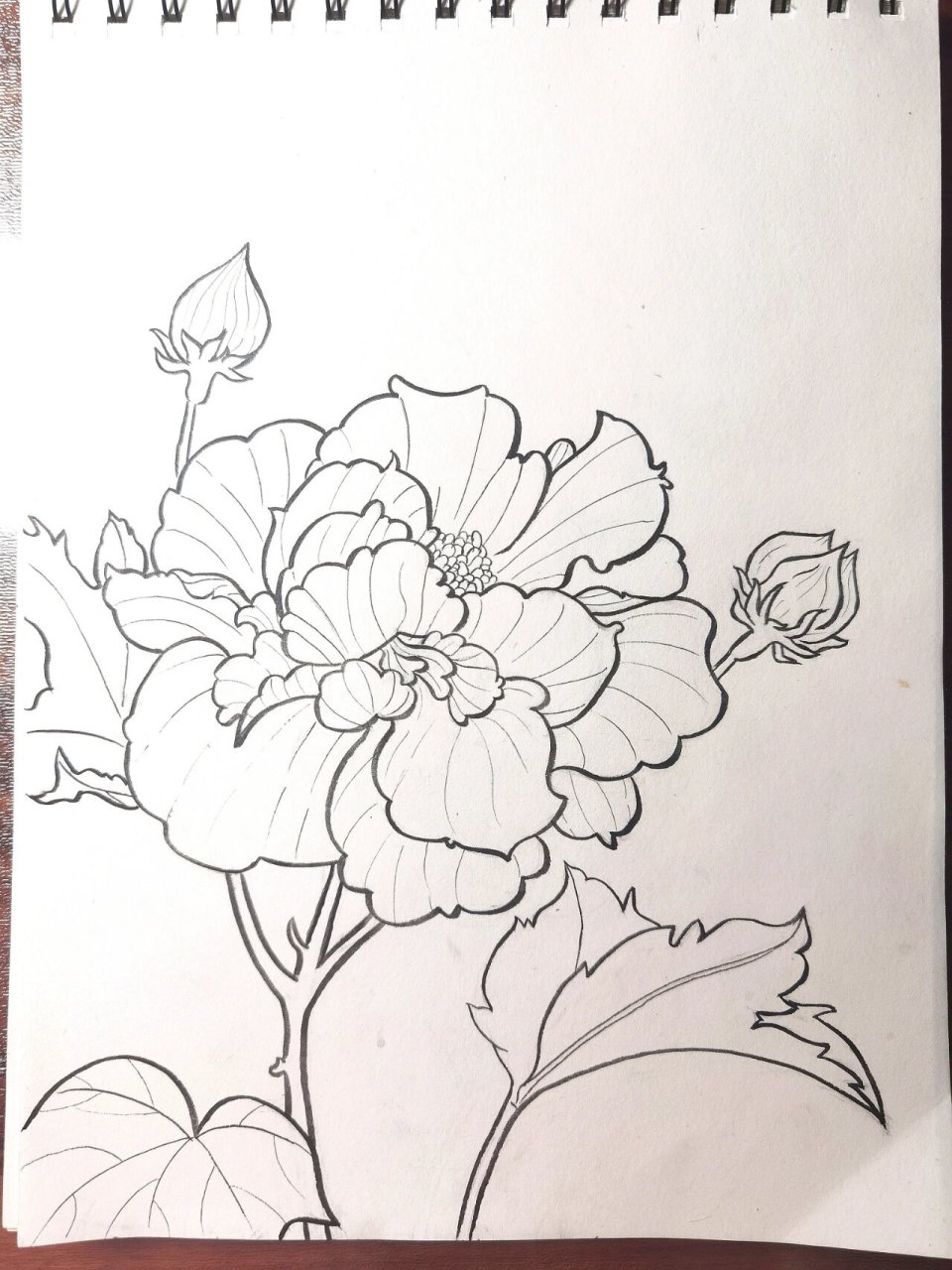 画画啦(11)|木芙蓉 芙蓉的花语是高尚纯洁,纤细之美.
