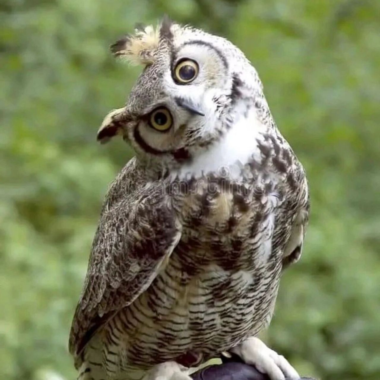 总爱歪头的猫头鹰,不担心得颈椎病么? 你注意过吗?