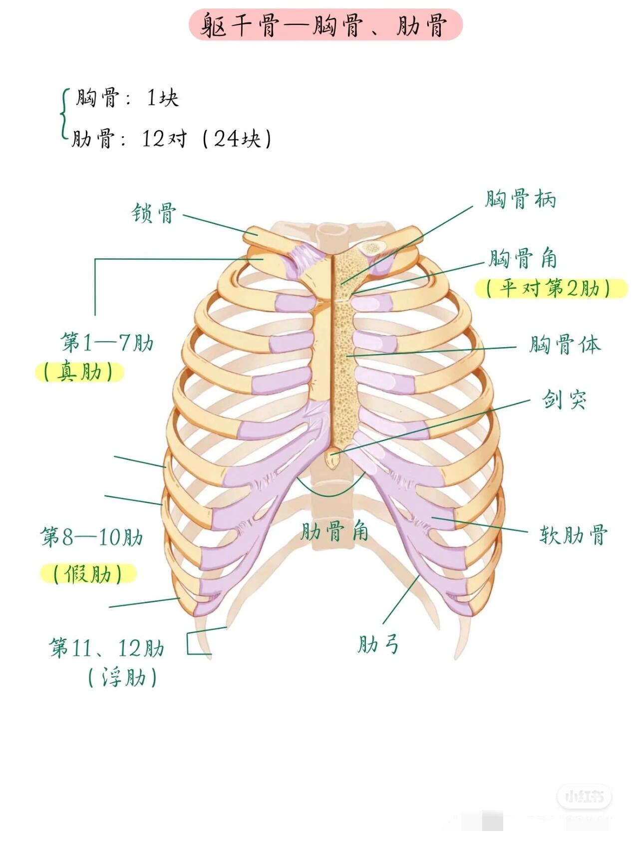 胸骨下角名词解释图片