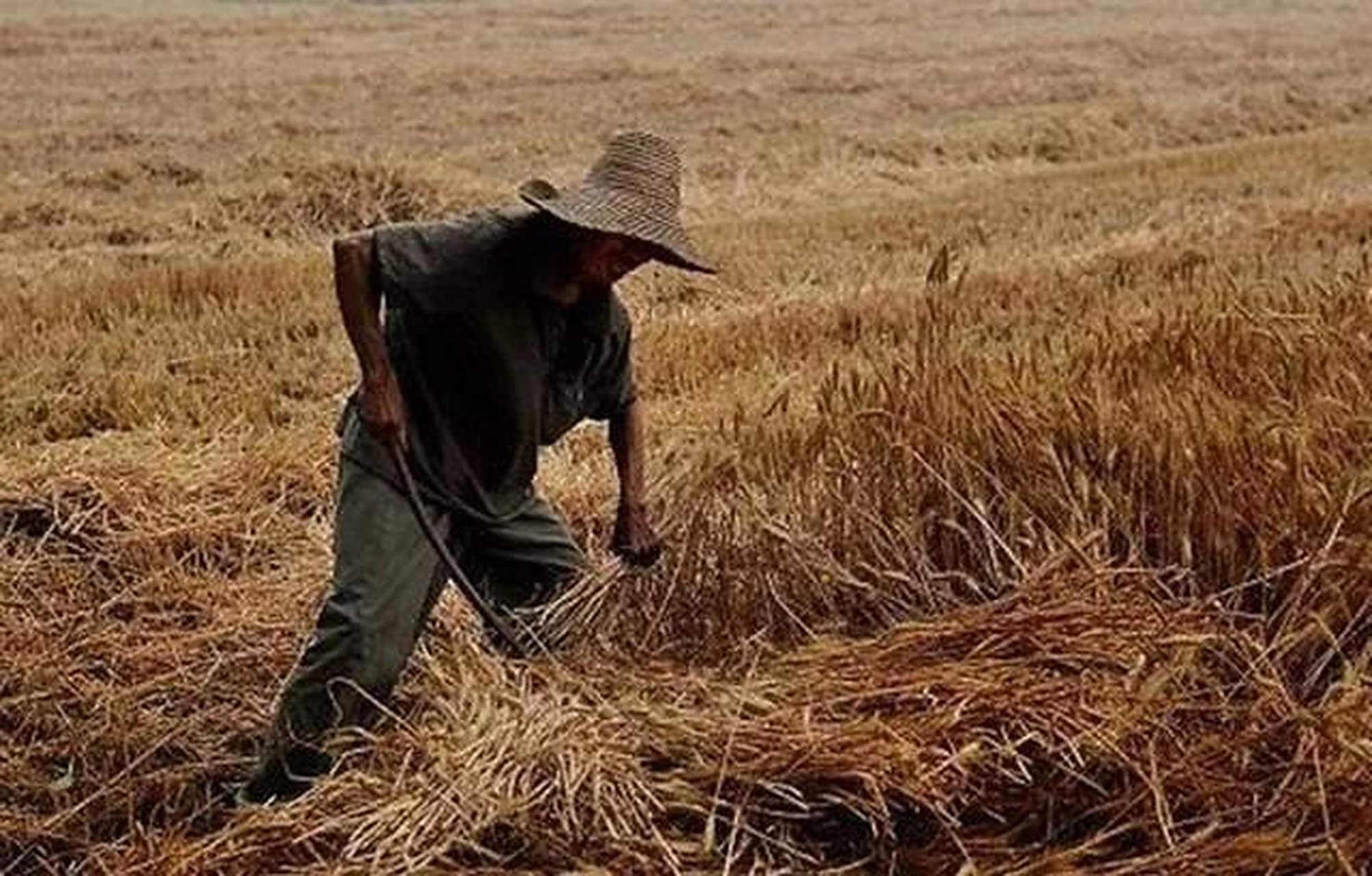从前,有个农民正在地里干活,忽然看见一个小东西在土岗子上蹦跶,原来